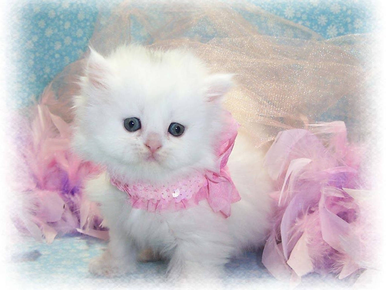 Beautiful Cats 桌布 壁紙 — 一隻 fluffy 白色小貓咪，有著大大的藍色眼睛，戴著粉紅色荷葉邊項圈，坐在柔軟的粉紅色薄紗中，背景是藍色花卉圖案。