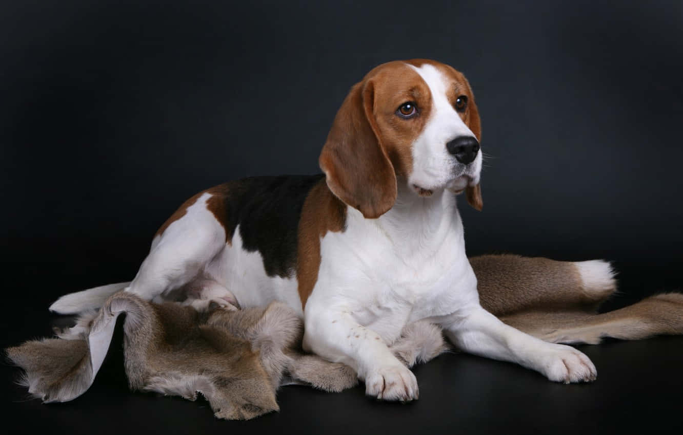動物 桌布 壁紙 — 一隻三色垂耳比格犬平靜地躺在棕色毛皮地毯上，背景是深色攝影棚。