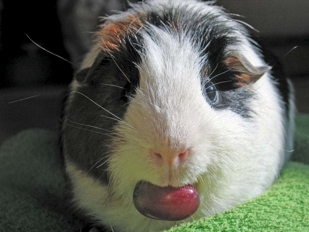 guinea pig 桌布 壁紙 — 一隻三色天竺鼠，有一隻藍眼睛，在綠色布料上休息時舔著一顆紅葡萄的特寫。