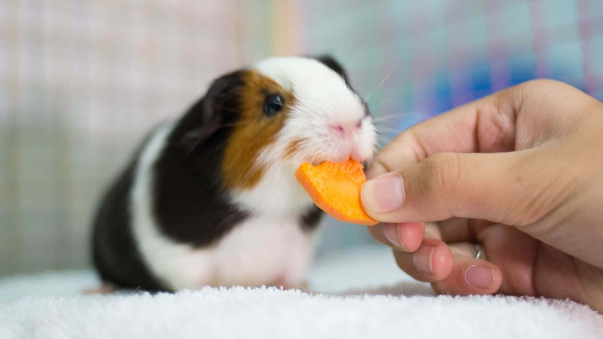guinea pig 桌布 壁紙 — 一隻三色天竺鼠在柔軟的白色毛巾上，咬著人類手上遞來的一片鮮橙色紅蘿蔔。