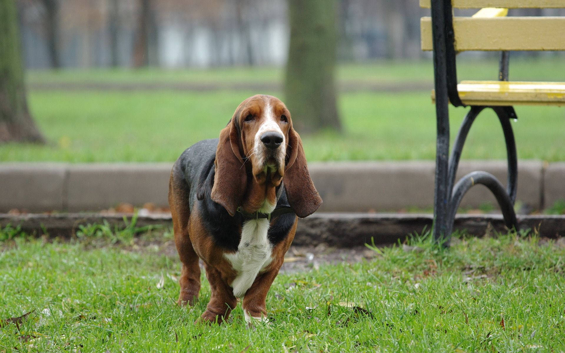 公園 桌布 壁紙 — 一隻三色巴吉度獵犬在綠色草地上警覺地站立，靠近一張黃色公園長椅，背景有樹木，畫面柔和。