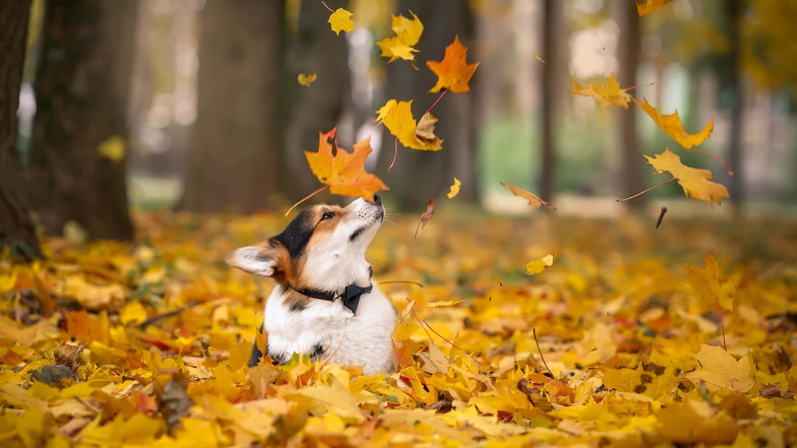 秋天動圖 桌布 壁紙 — 一隻三色柯基在陽光明媚的秋日森林中，歡快地跳躍穿過飄落的金色楓葉。