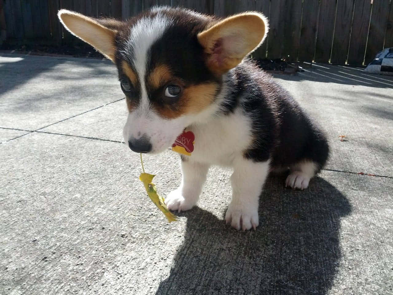Corgi Funny 桌布 壁紙 — 一隻三色柯基幼犬，大耳朵，坐在混凝土上，在明亮的陽光下嘴裡叼著一片黃葉。