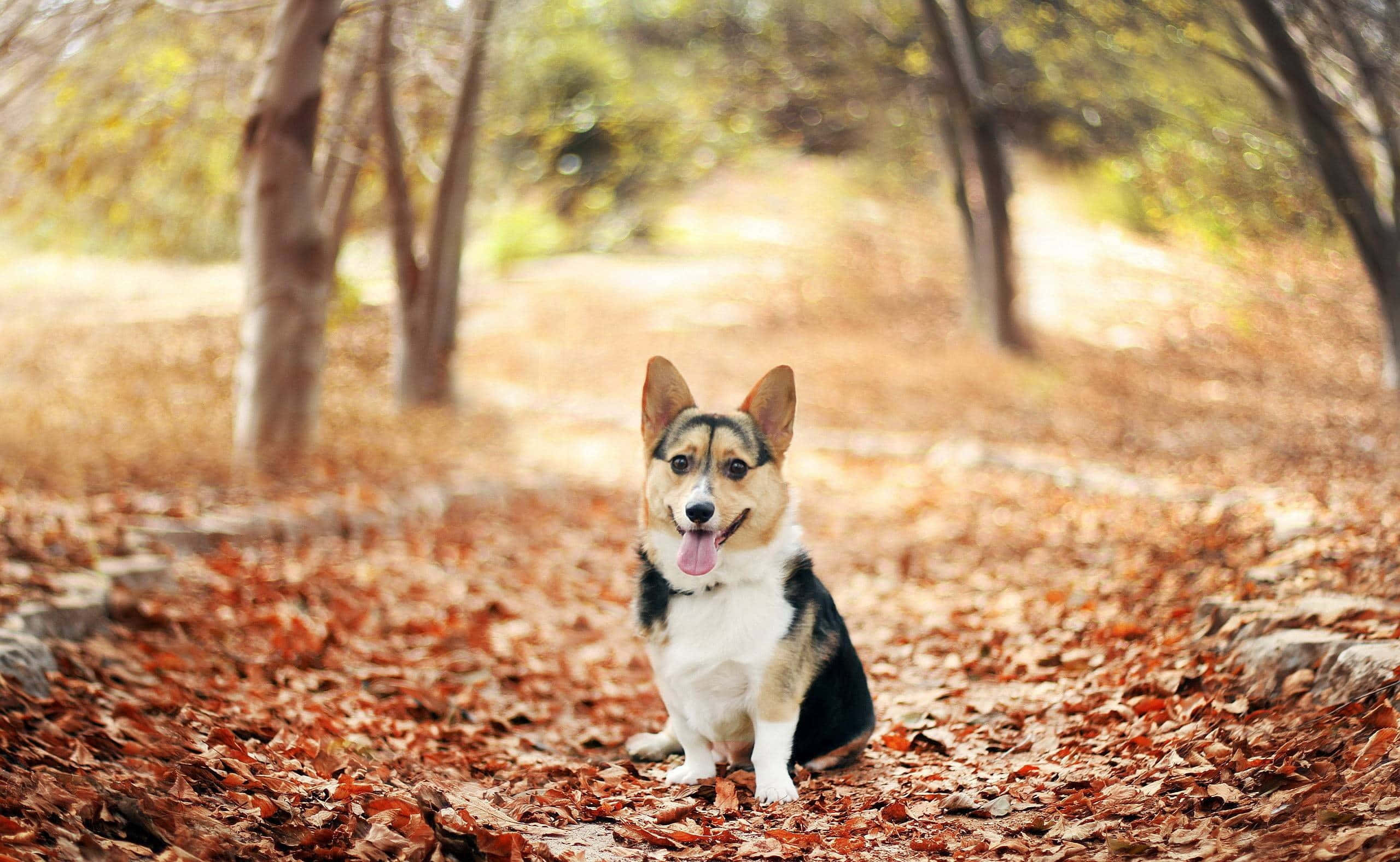 柯基 桌布 壁紙 — 一隻三色柯基犬快樂地坐在陽光普照的森林空地上，鋪滿落葉的地毯上。