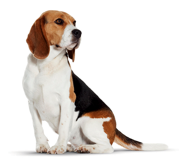米格魯 桌布 壁紙 — 一隻三色比格犬在純白背景前專注地坐著，下方帶有柔和陰影。
