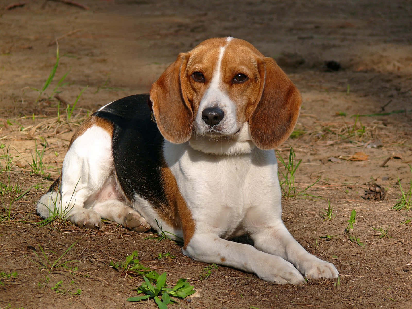 米格魯 桌布 壁紙 — 一隻三色比格犬垂著耳朵，平靜地躺在陽光普照、點綴著稀疏綠草的泥地上。