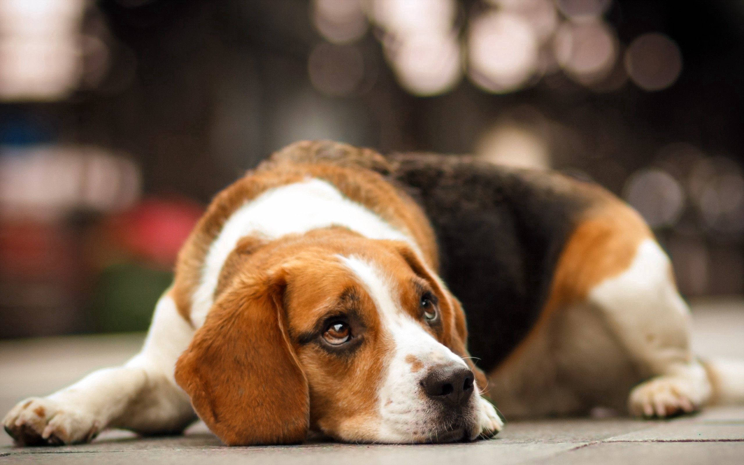 So Sad 桌布 壁紙 — 一隻三色比格犬將頭擱在鋪砌的表面上，背景是柔和模糊的散景燈光。
