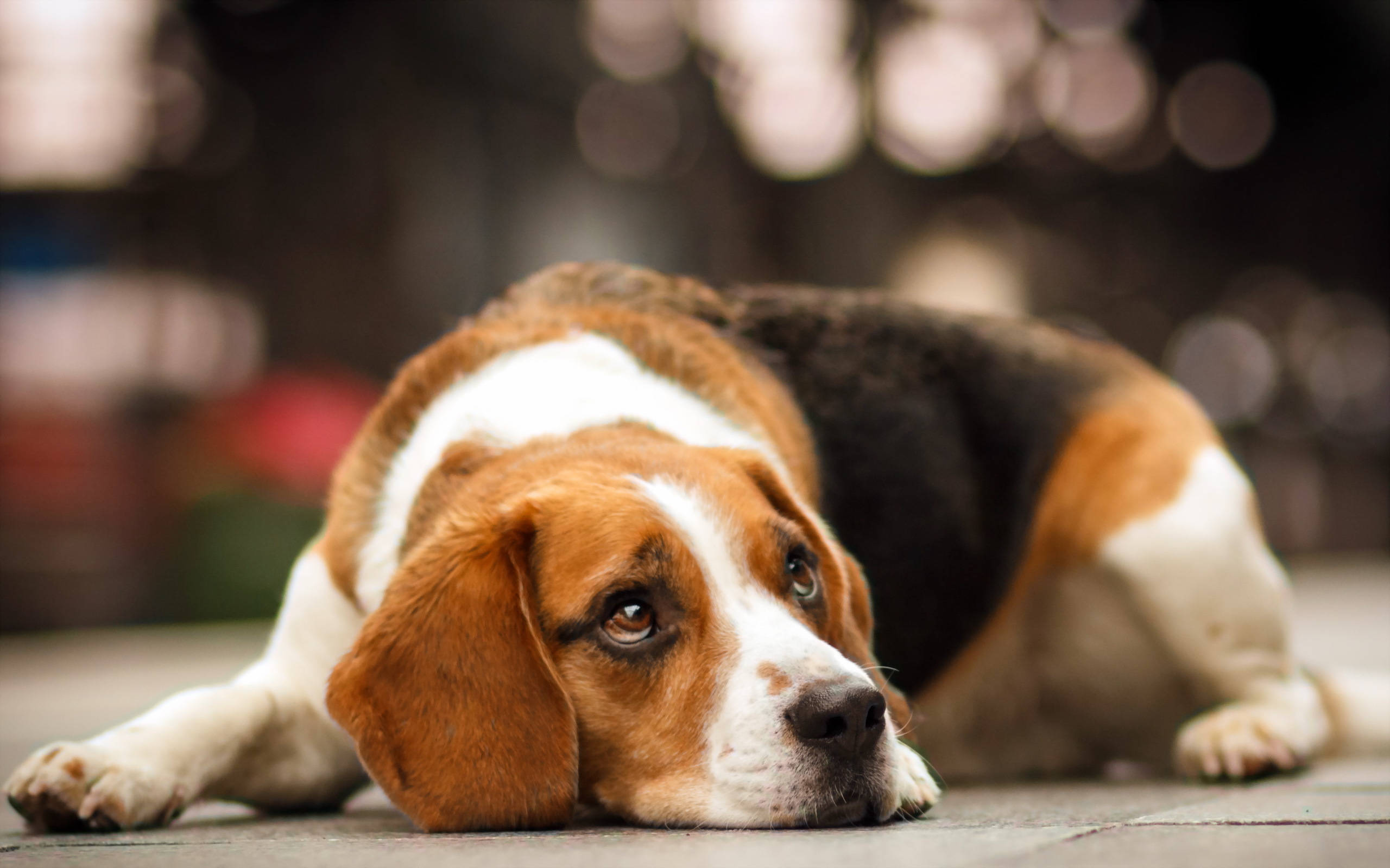 米格魯 桌布 壁紙 — 一隻三色比格犬將頭擱在鋪砌的表面上，背景是柔和模糊的散景燈光。