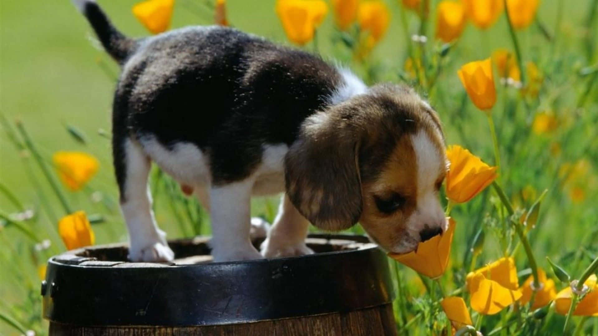 米格魯 桌布 壁紙 — 一隻三色比格犬幼犬站在木桶上，在陽光明媚的田野裡嗅著一朵鮮黃色的罌粟花。