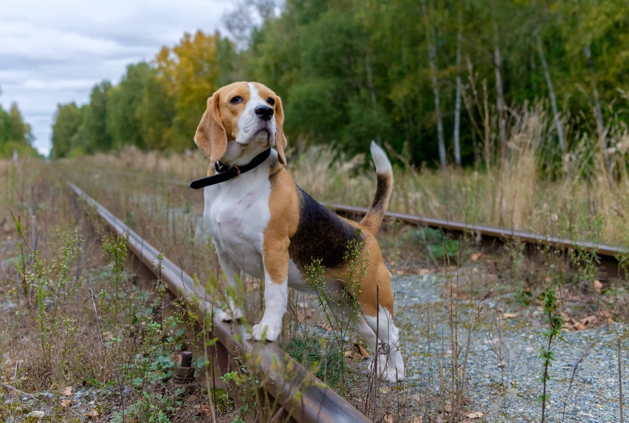 火車 桌布 壁紙 — 一隻三色比格犬警覺地站在一條風化的火車軌道上，周圍是秋天的樹葉和陰天。