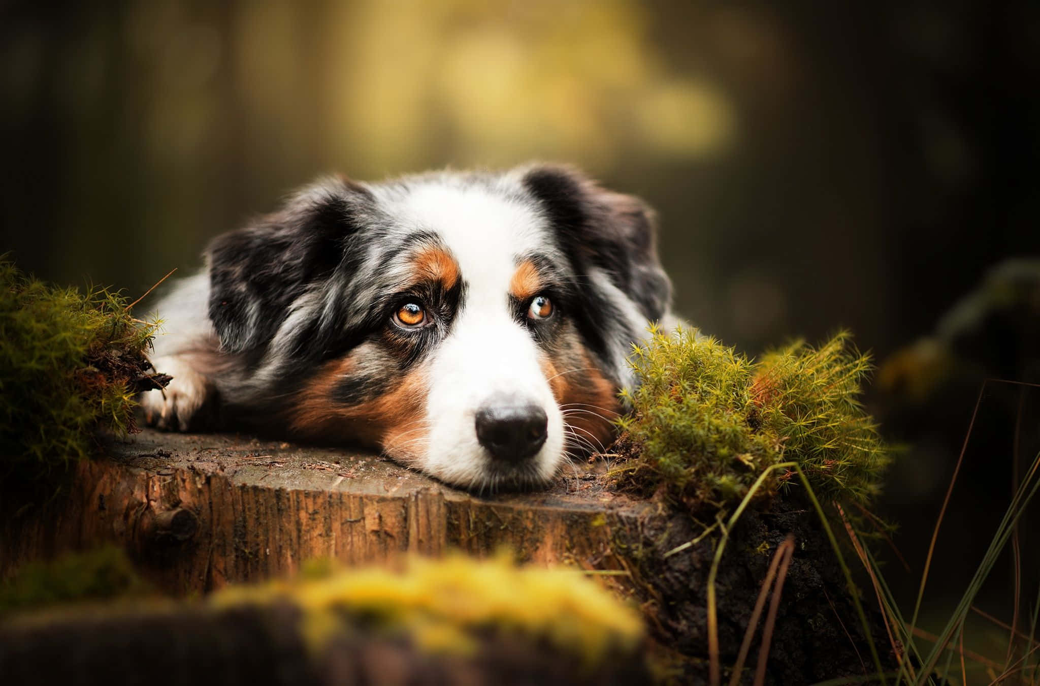 動物 桌布 壁紙 — 一隻三色澳洲牧羊犬將頭靠在長滿苔蘚的樹樁上，背景是柔和模糊的森林。