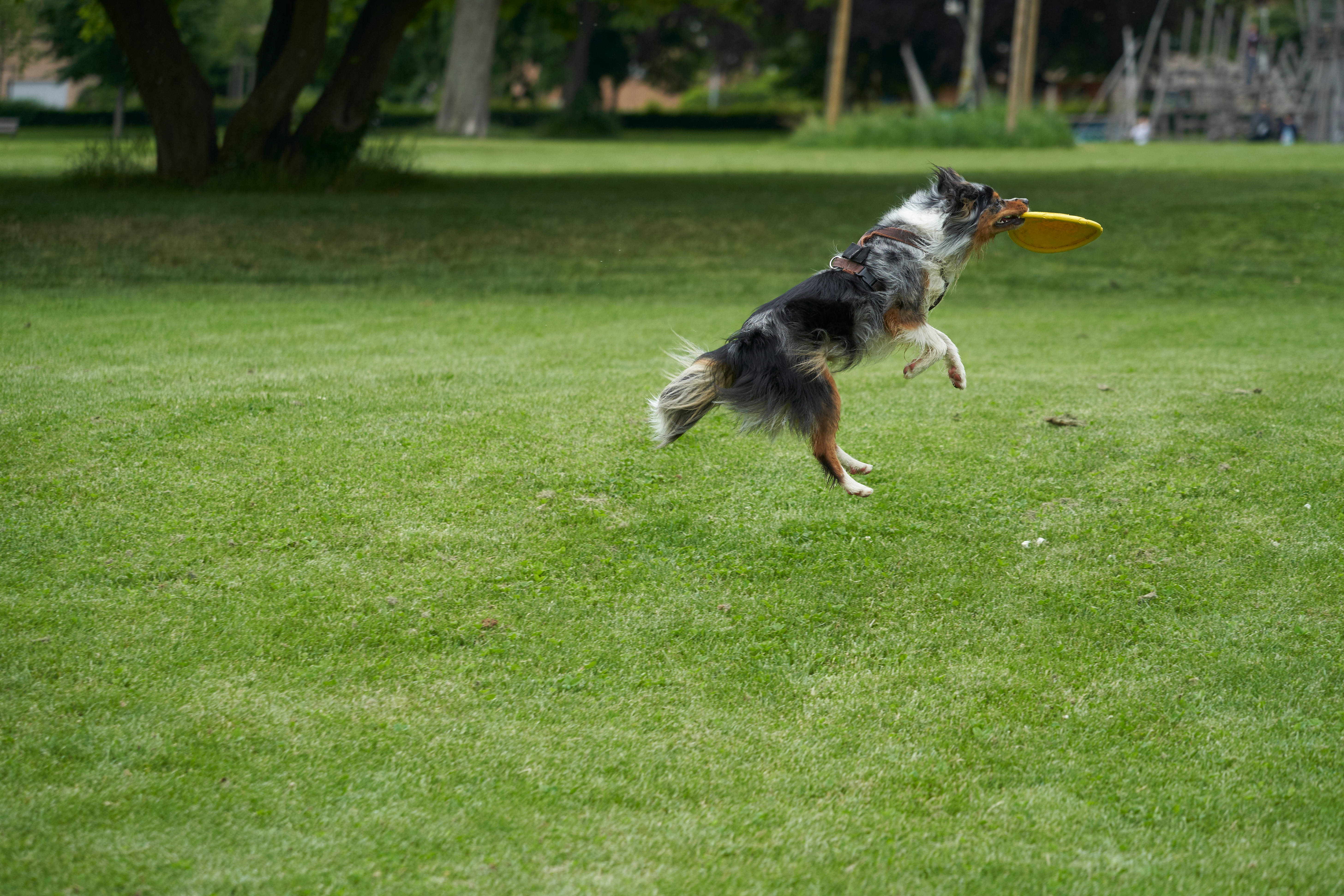Frisbee 桌布 壁紙 — 一隻三色狗在空中跳躍，在陽光明媚的草地上接住一個黃色飛盤。