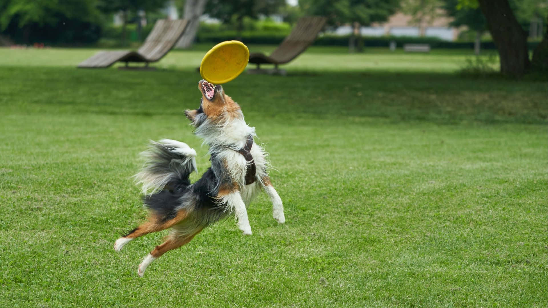HD Frisbee 桌布 壁紙 — 一隻三色狗在草地公園中跳起接住一個鮮黃色的飛盤。