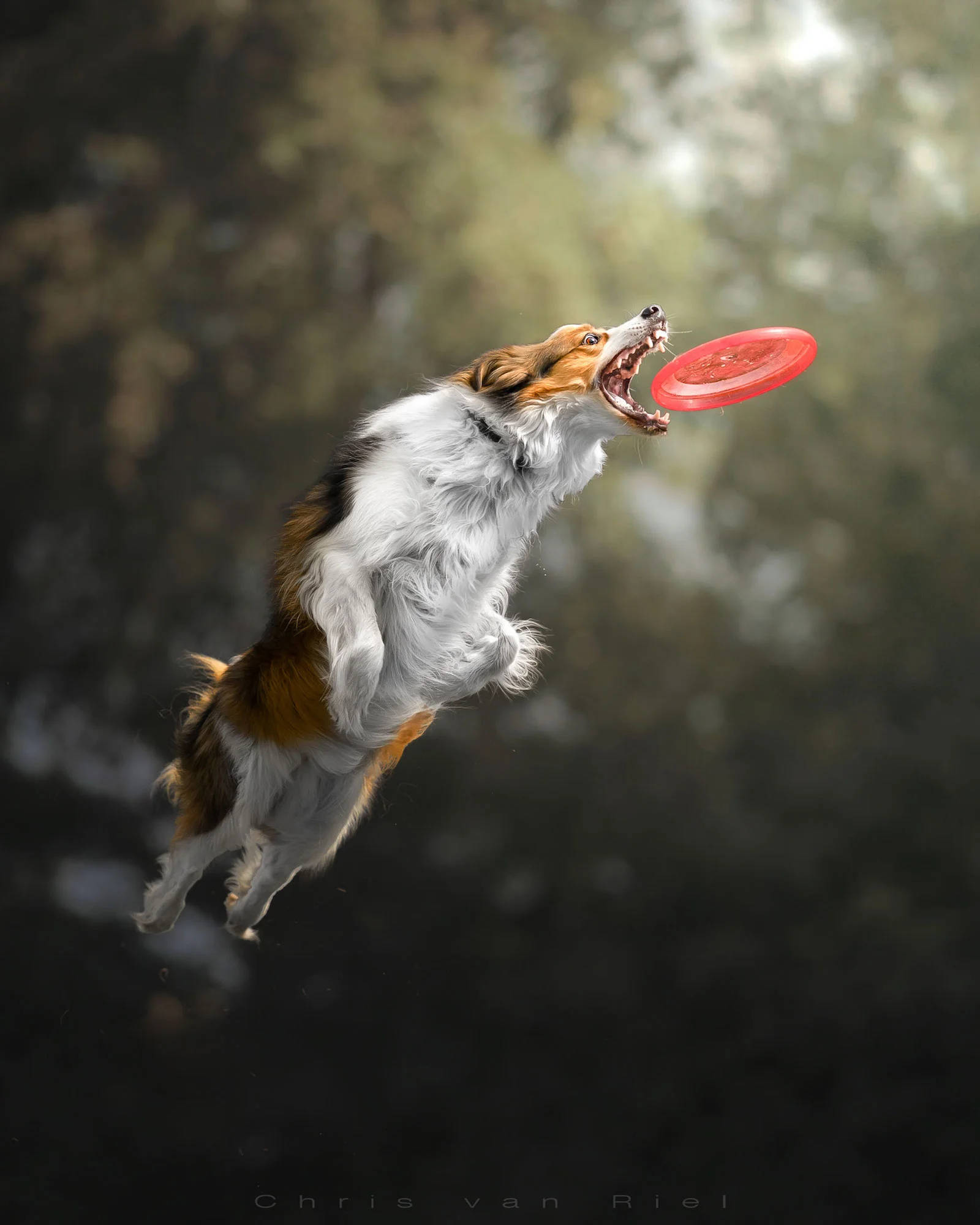 Ultimate Frisbee 桌布 壁紙 — 一隻三色狗張開嘴跳躍在半空中，在模糊的森林背景下接住一個紅色飛盤。
