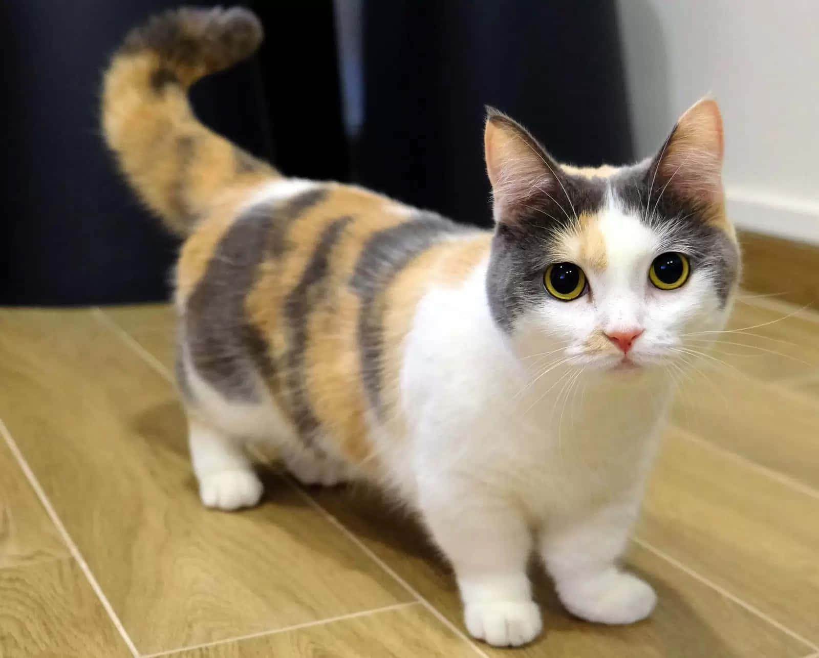 Munchkin Cat 桌布 壁紙 — 一隻三色貓，有著引人注目的黃色眼睛，警覺地站在室內的淺色木地板上。