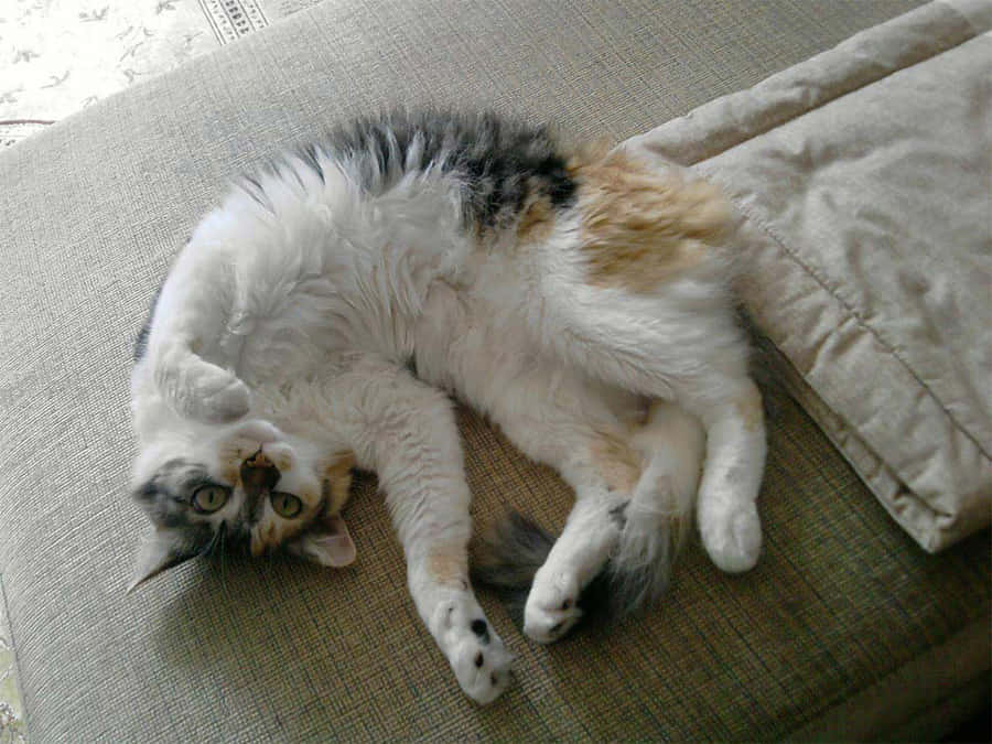 Brazilian Shorthair 桌布 壁紙 — 一隻三色貓仰臥在米色沙發上，雙爪舉起，睜大眼睛凝視著相機。