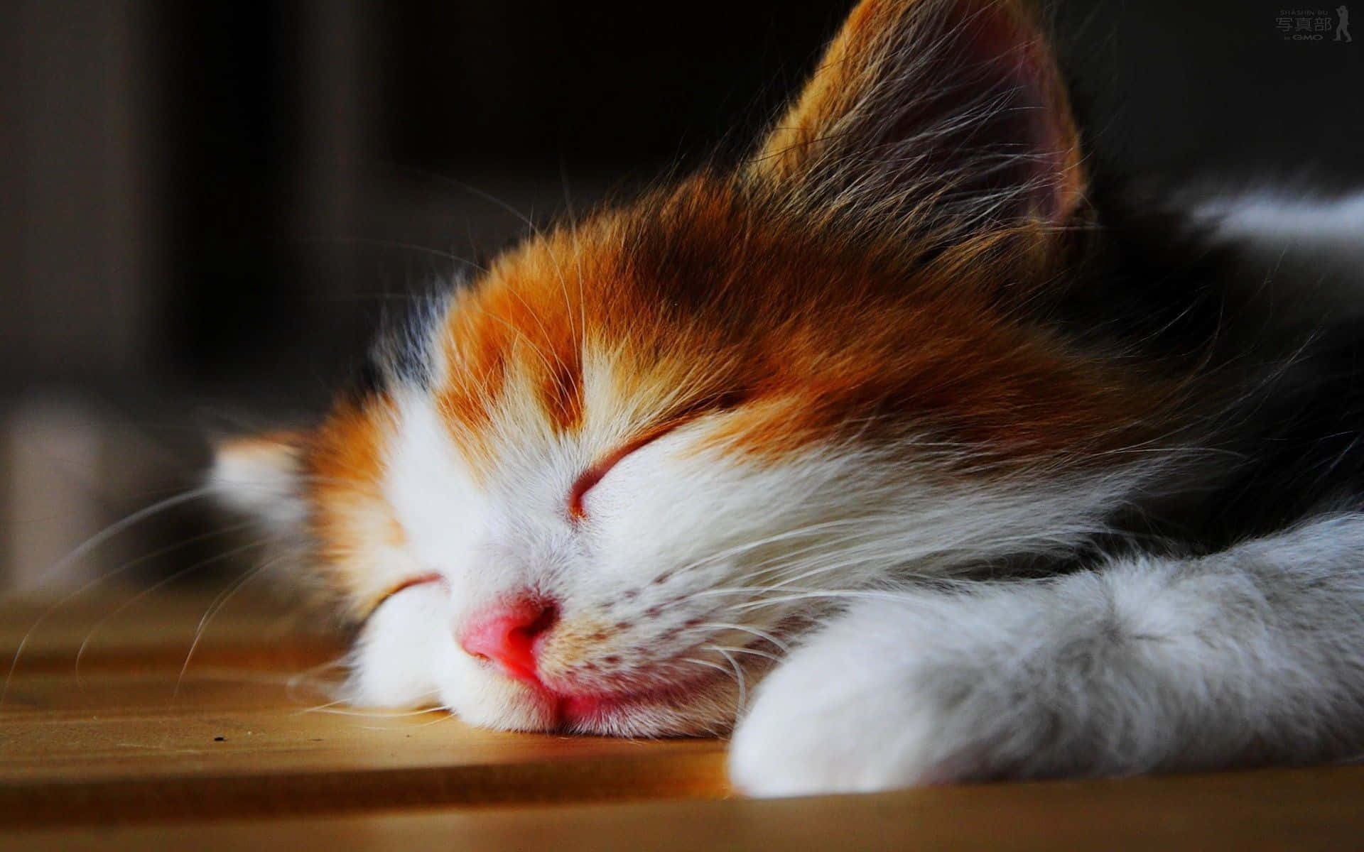 kitty cat 桌布 壁紙 — 一隻三色貓咪在溫暖的木質表面上閉著眼睛安詳地睡著，沐浴在柔和的光線中。