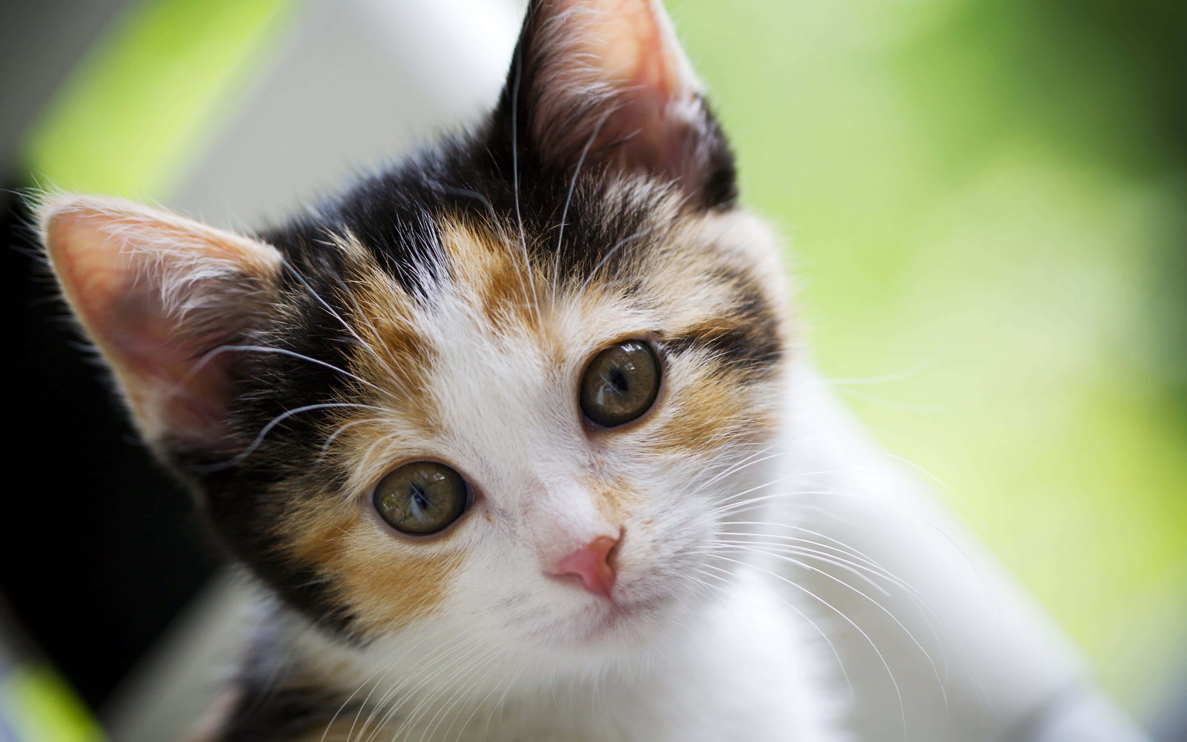 Kitten Cat 桌布 壁紙 — 一隻三色貓咪的近距離特寫，睜著好奇的大眼睛直視鏡頭，背景是柔和的綠色模糊效果。