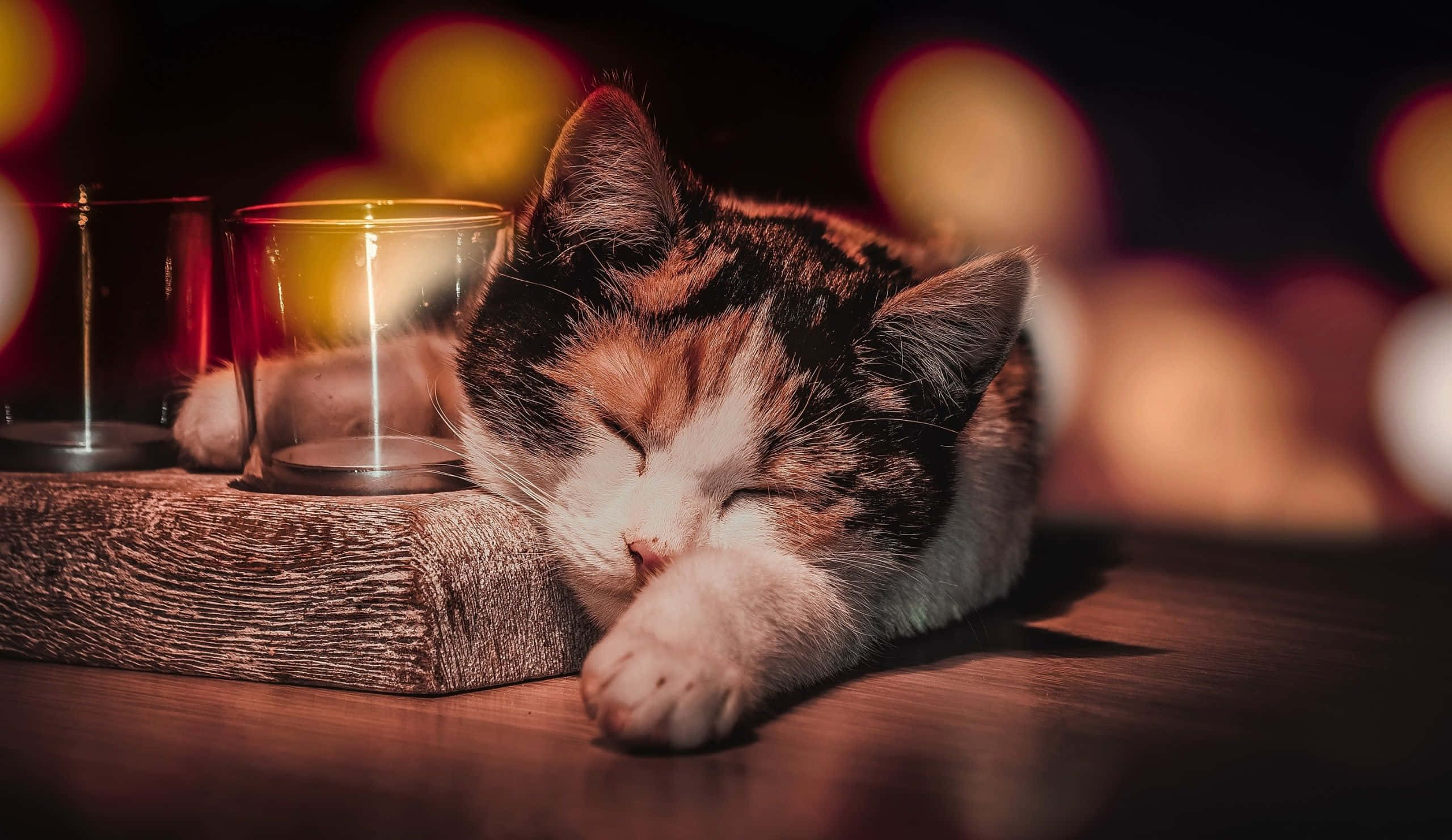 sleeping cat 桌布 壁紙 — 一隻三色貓在木質表面上，旁邊有發光的蠟燭，背景是溫暖的散景燈光，安詳地睡著。
