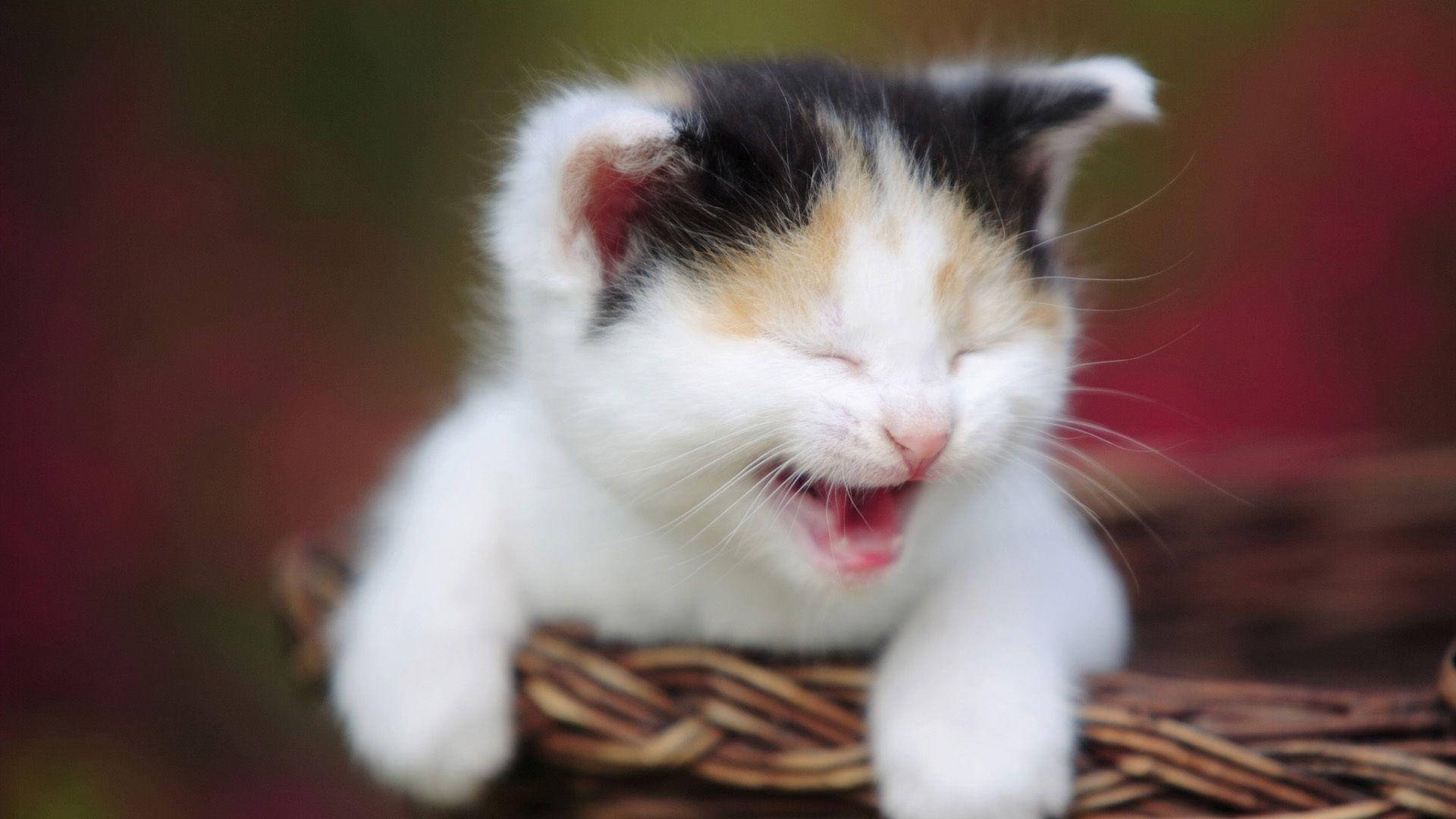 Cute Cat 桌布 壁紙 — 一隻三色貓小貓在編織籃中休息，對著柔和的模糊背景大大地打呵欠。