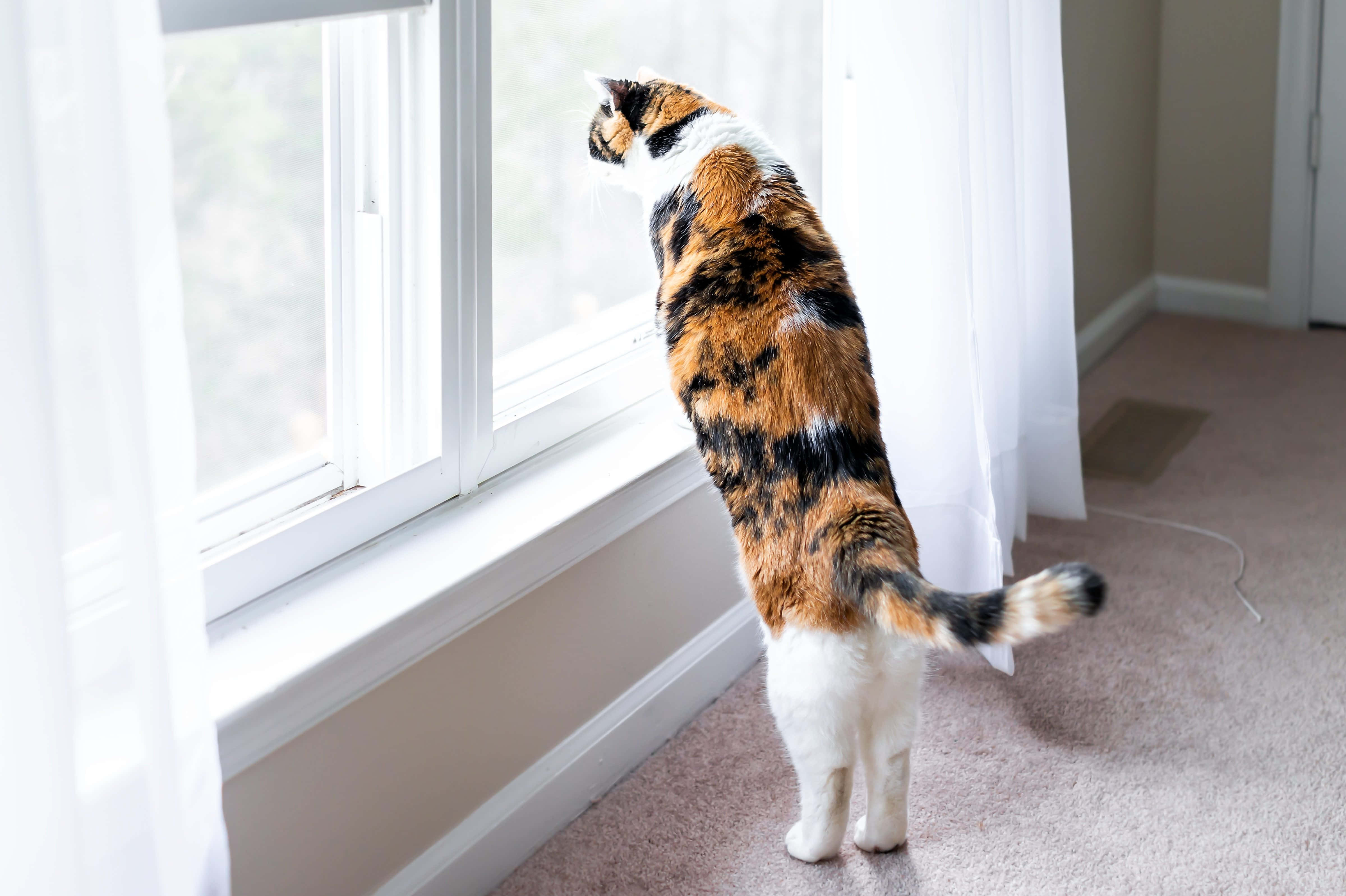 Cat Tail 桌布 壁紙 — 一隻三色貓用後腿站立，凝視著一個安靜房間裡由白色薄紗窗簾框住的明亮窗戶。