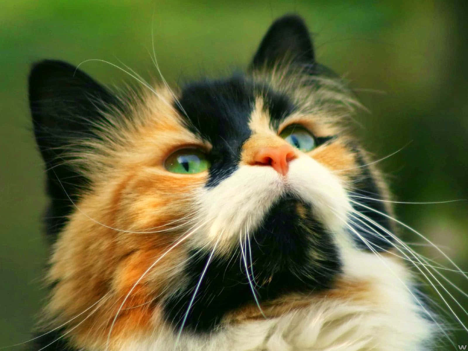 Manx Cat 桌布 壁紙 — 一隻三色貓的特寫，擁有引人注目的綠色眼睛，在柔和的模糊綠色背景下向上凝視。