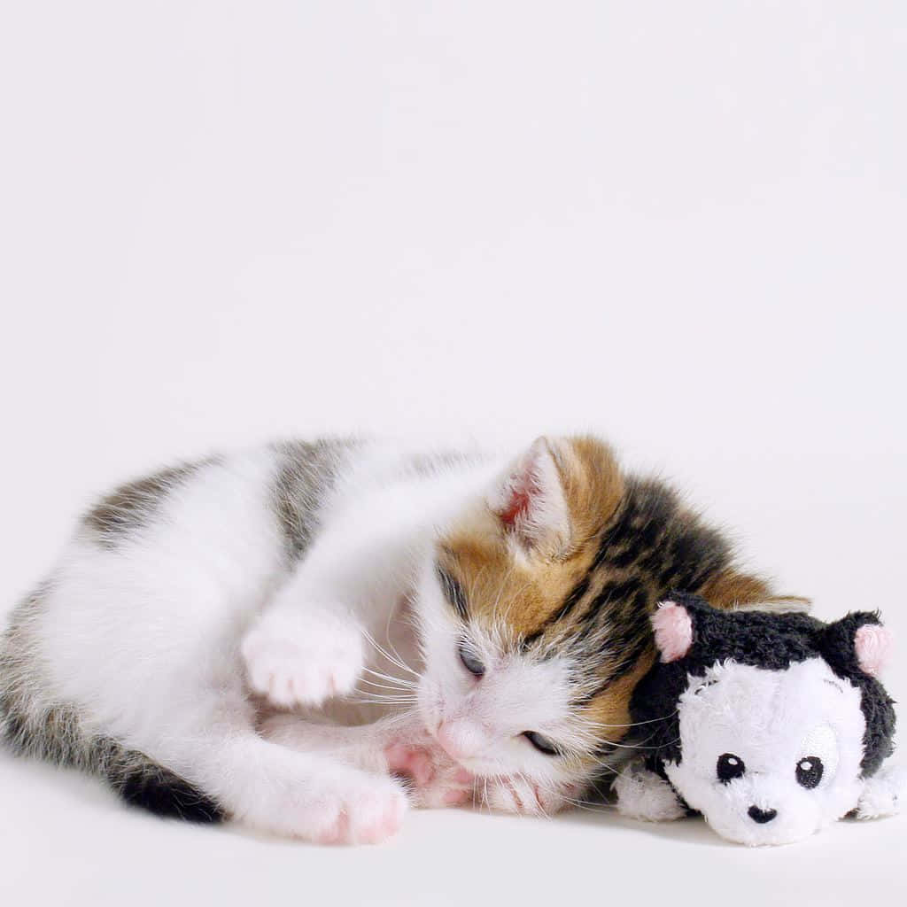 Cute Kitten 桌布 壁紙 — 一隻三色貓蜷縮著睡在一個黑白毛絨玩具旁邊，背景是純白色。