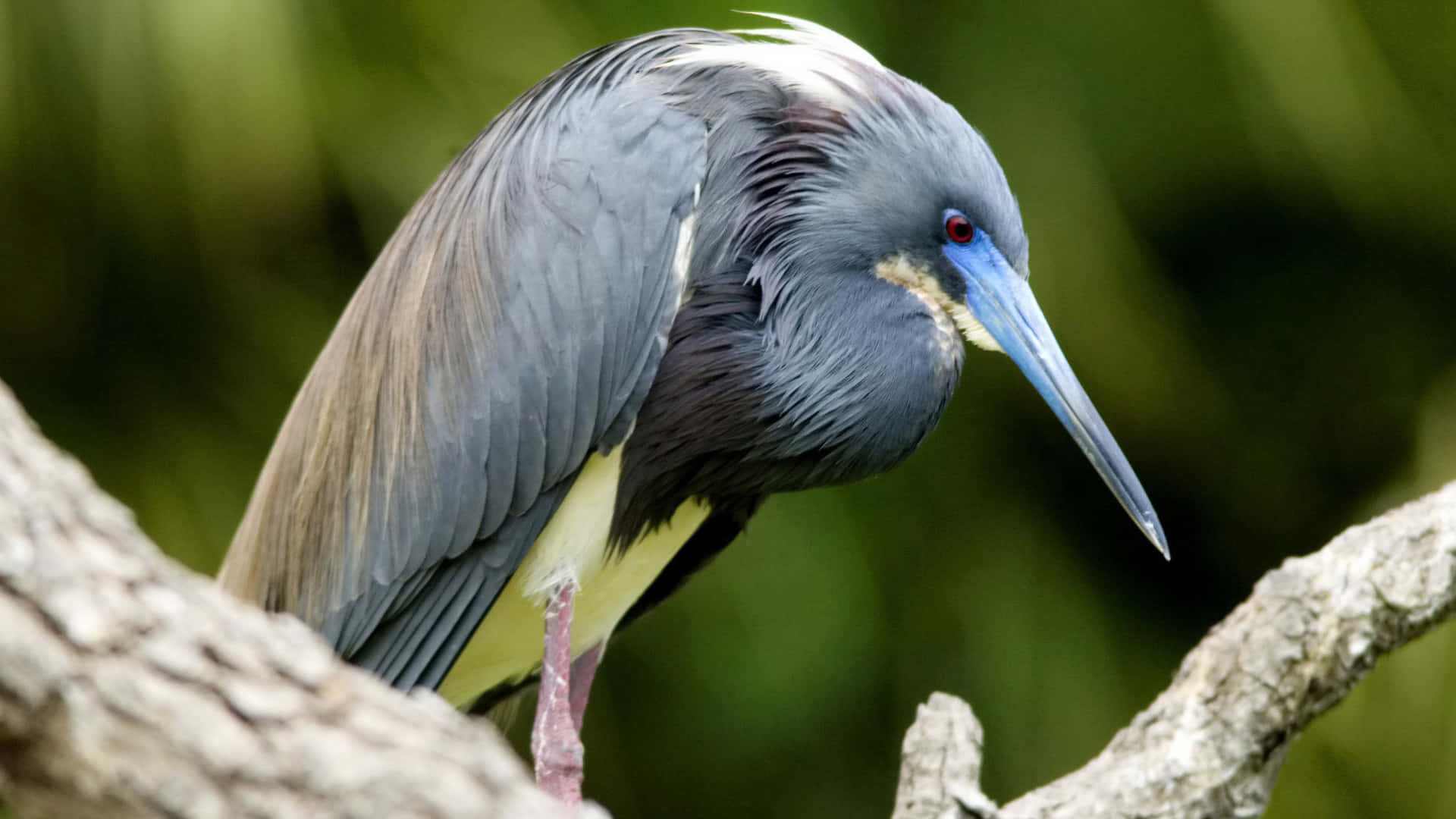 Heron 桌布 壁紙 — 一隻三色鷺優雅地棲息在風化的樹枝上，背景是柔和的綠色模糊效果。