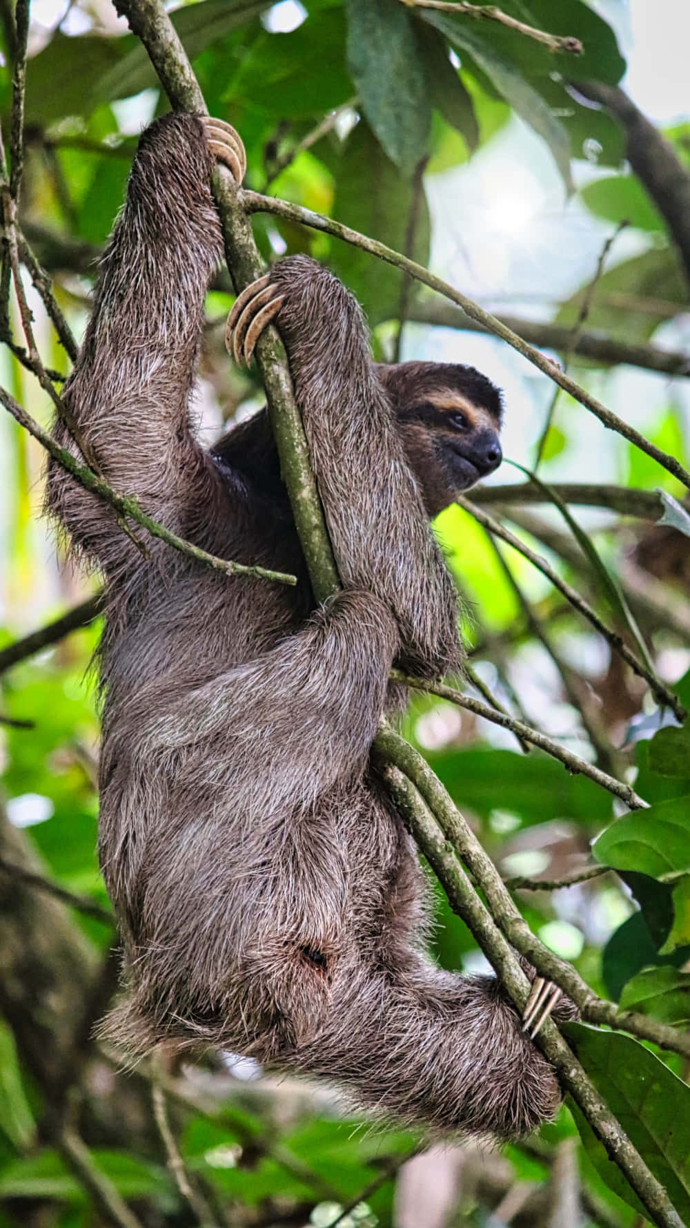 動物 桌布 壁紙 — 一隻三趾樹懶倒掛在茂密綠色叢林樹冠的樹枝上。