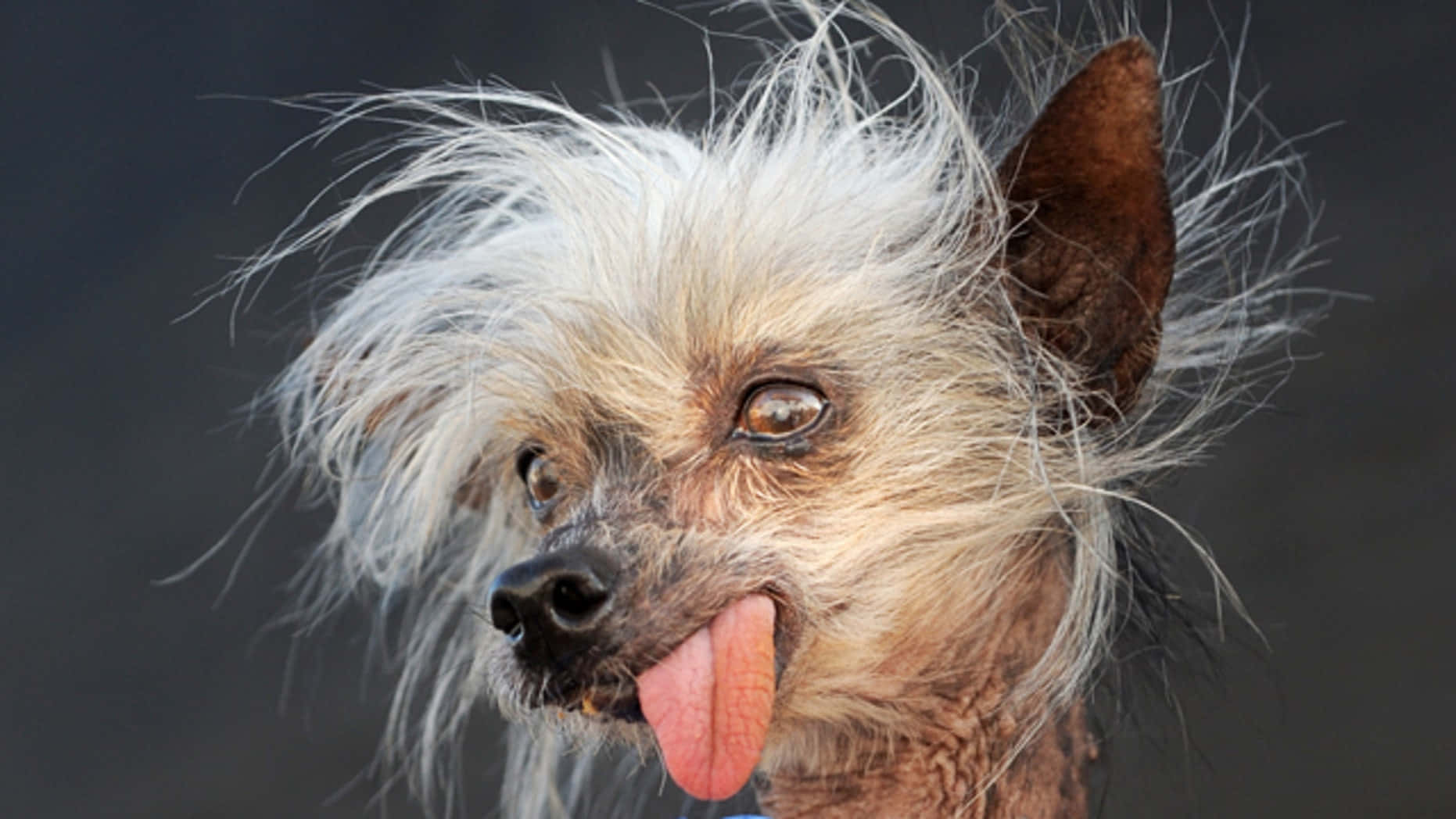 ugly 桌布 壁紙 — 一隻中國冠毛犬的近距離特寫，毛髮蓬鬆白色，舌頭伸出，背景深色。