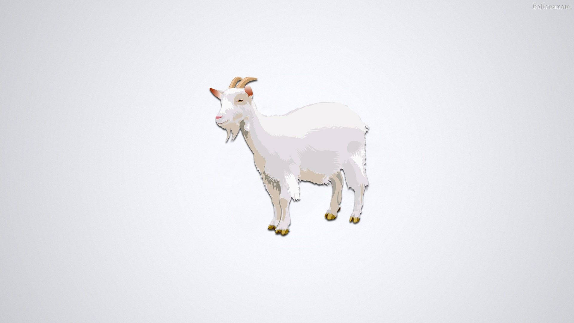 Goat 桌布 壁紙 — 一隻乾淨的白山羊，長著彎曲的角，平靜地站在純淺灰色背景前。