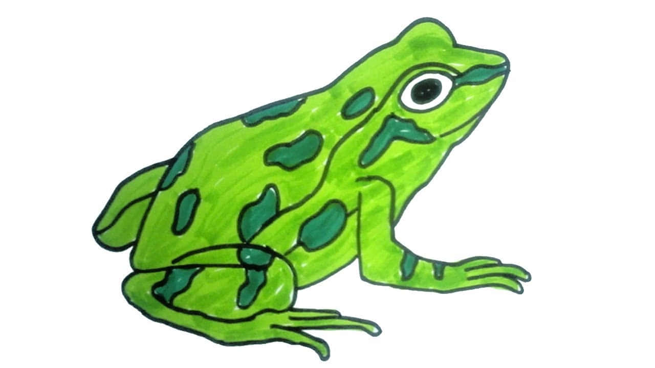 Frog Drawing 桌布 壁紙 — 一隻亮綠色的青蛙帶有深綠色斑點，平靜地坐在純白色背景前。