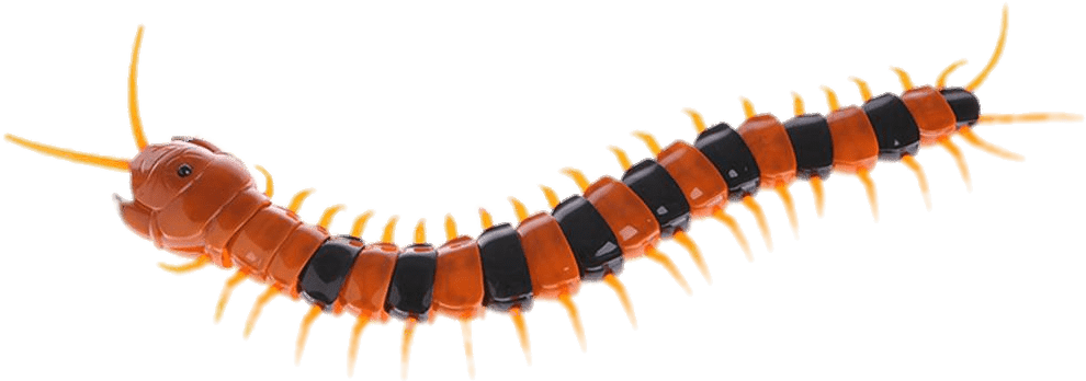 Centipede 桌布 壁紙 — 一隻亮面橙色和黑色的蜈蚣，帶有黃色的腿和觸角，在純黑色背景上彎曲。