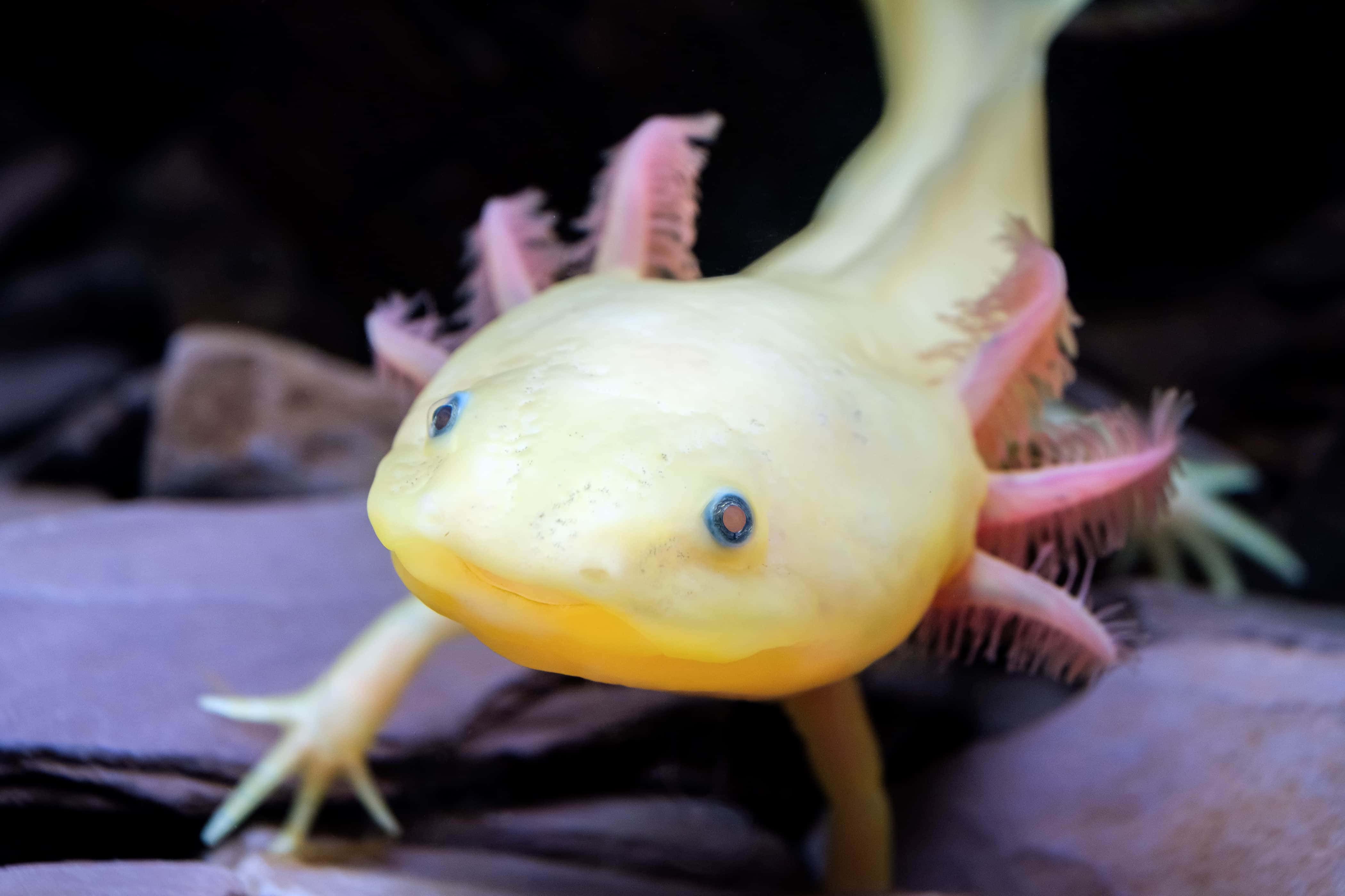 墨西哥鈍口螈 桌布 壁紙 — 一隻亮黃色的蠑螈（Axolotl）有粉紅色鰓和藍色眼睛，在石頭上休息的特寫。