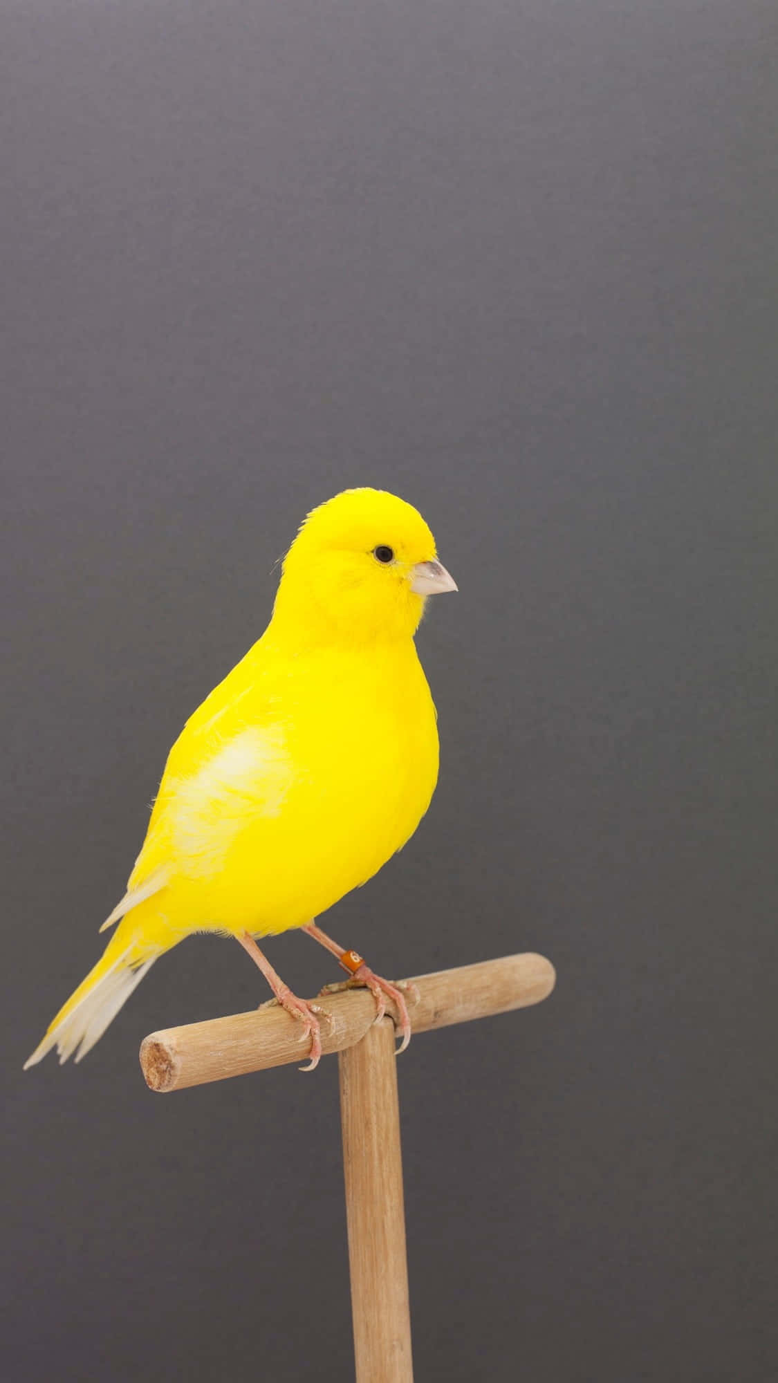 Yellow Canary 桌布 壁紙 — 一隻亮黃色的金絲雀平靜地棲息在木棍上，背景是純深灰色。