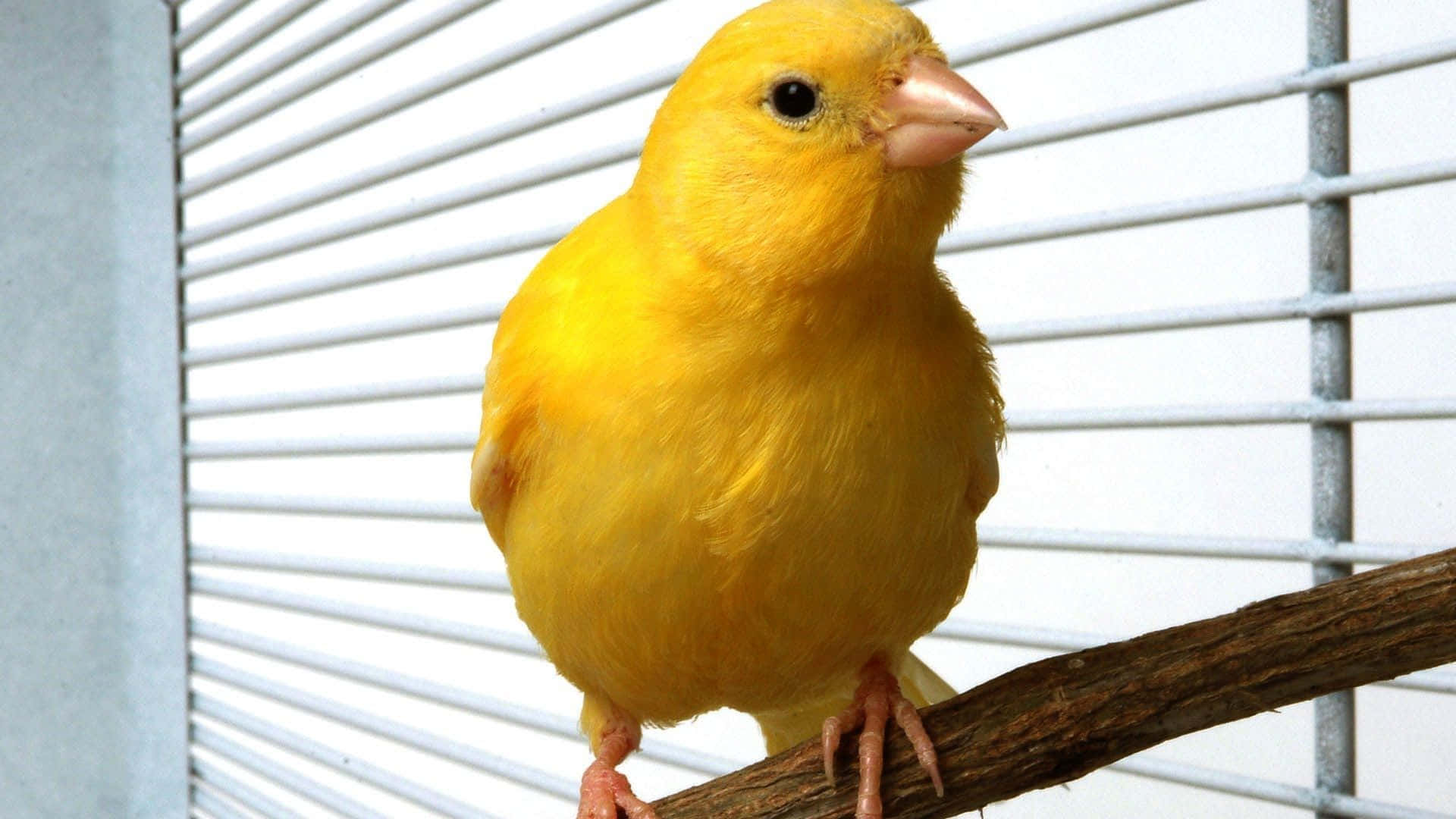 Yellow Canary 桌布 壁紙 — 一隻亮黃色的金絲雀平靜地棲息在白色欄杆籠子內的木枝上。