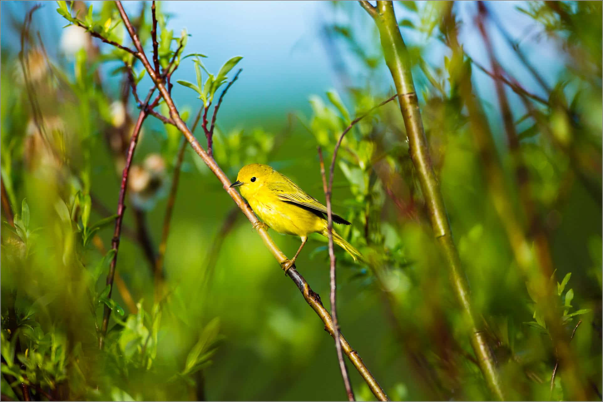 Yellow Warbler 桌布 壁紙 — 一隻亮黃色的鶯鳥在柔和的日光下，輕盈地棲息在茂密綠葉中的纖細樹枝上。