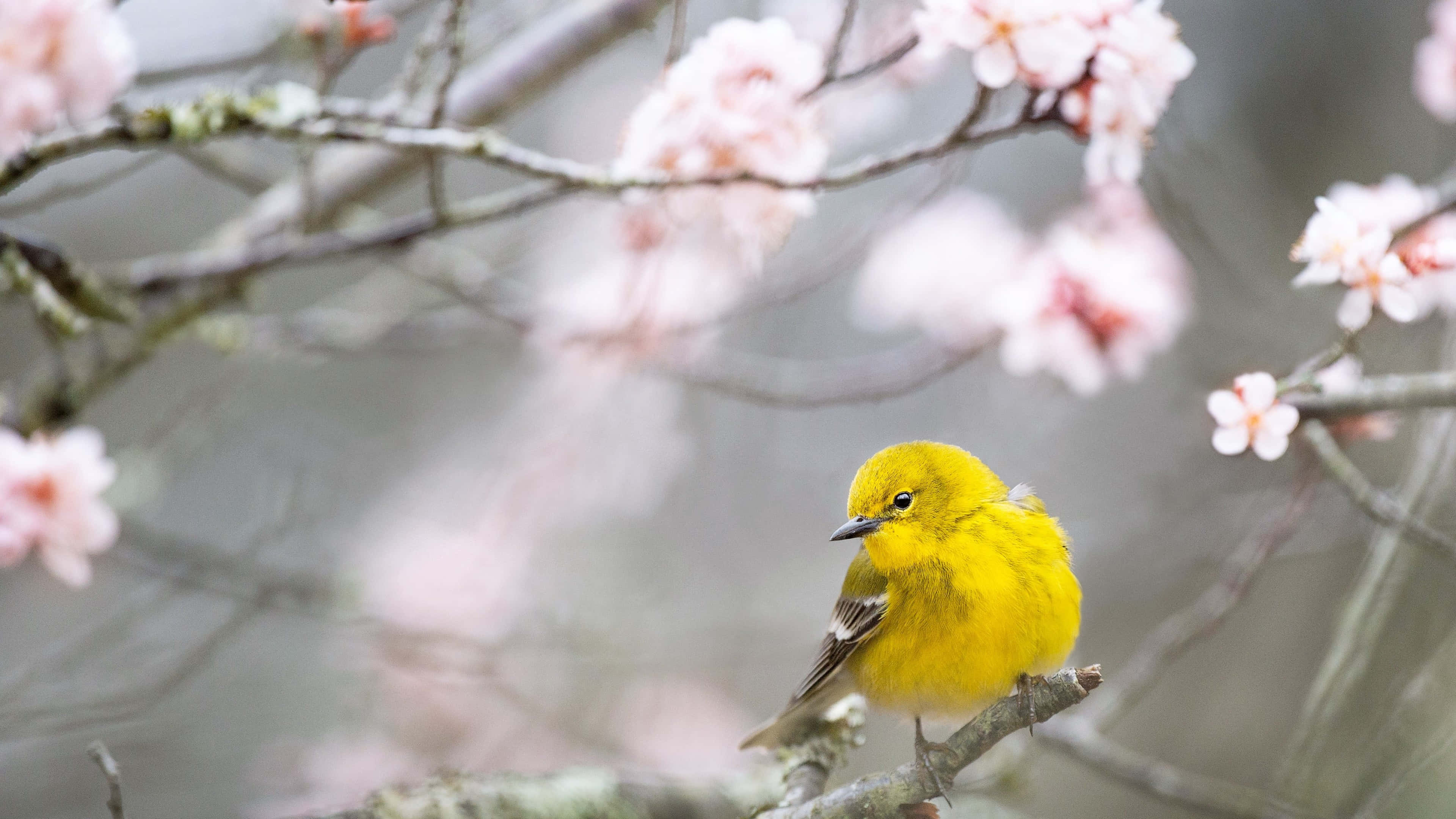 Yellow Warbler 桌布 壁紙 — 一隻亮黃色的鶯鳥棲息在樹枝上，周圍是柔和的粉紅櫻花，構成寧靜的春日景象。