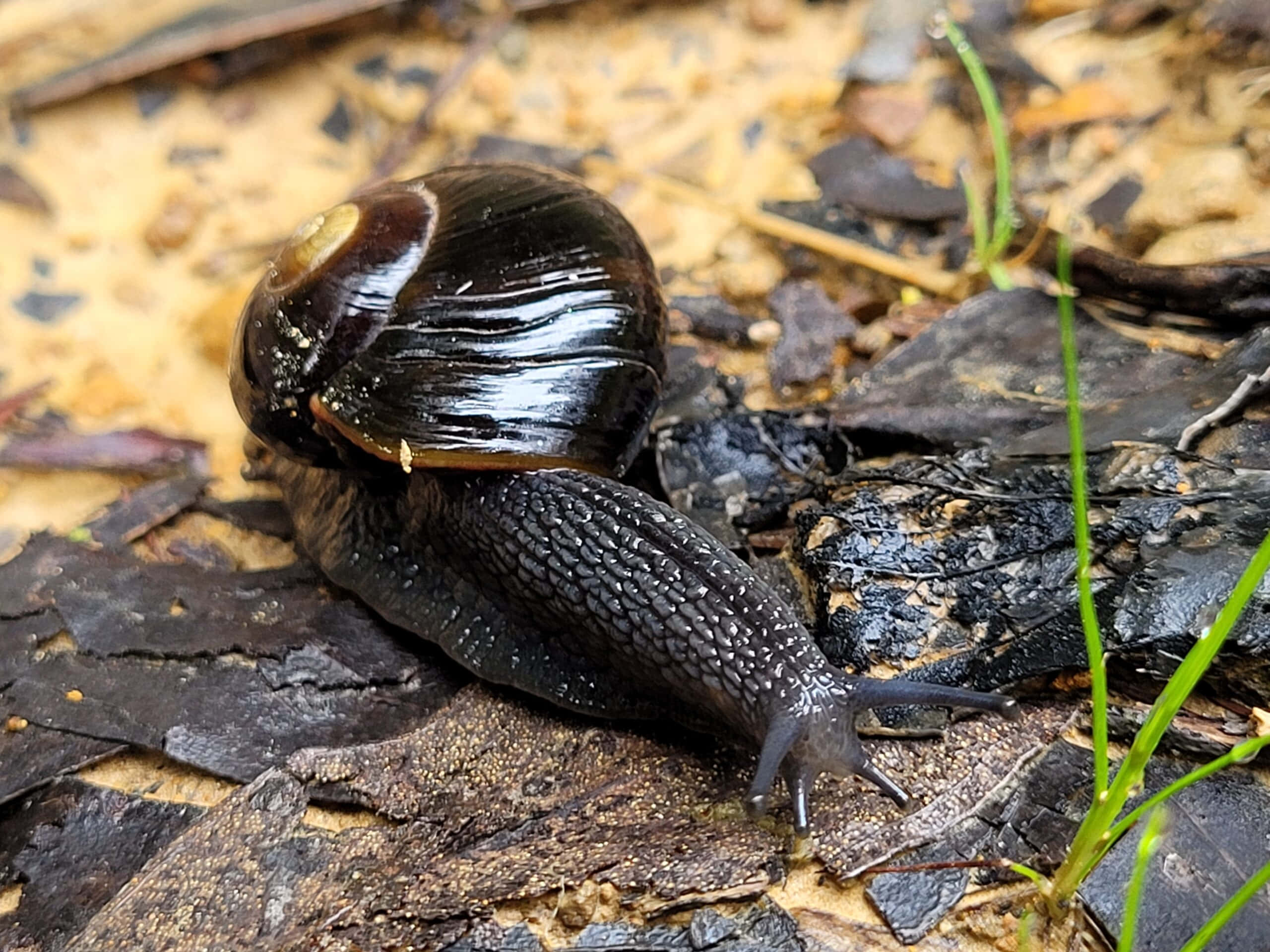 Snail 桌布 壁紙 — 一隻亮黑色蝸牛，帶有閃亮螺旋殼，在佈滿樹葉和綠色嫩芽的潮濕森林地面上緩慢爬行。