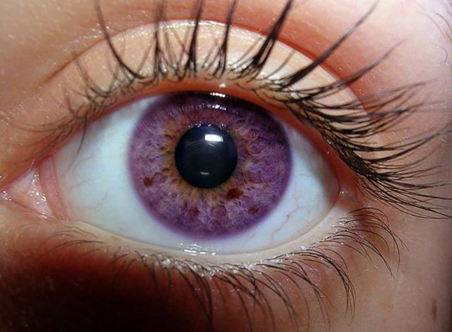 Eye 桌布 壁紙 — 一隻人類眼睛的超現實特寫，帶有鮮豔的紫色虹膜和長長的黑色睫毛。