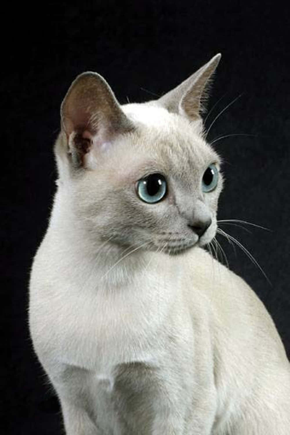 Tonkinese 桌布 壁紙 — 一隻令人驚嘆的白貓，擁有藍色眼睛和尖耳朵，優雅地坐在純黑色背景前。