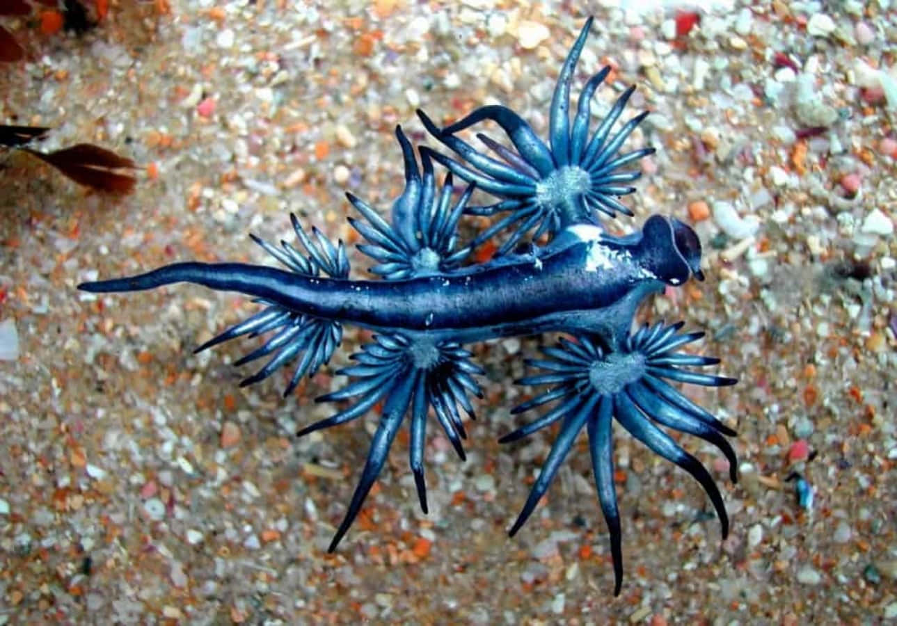 Sea Animal 桌布 壁紙 — 一隻令人驚嘆的藍色海蛞蝓，帶有羽毛狀附肢，在色彩繽紛的沙質海底上優雅地滑行。