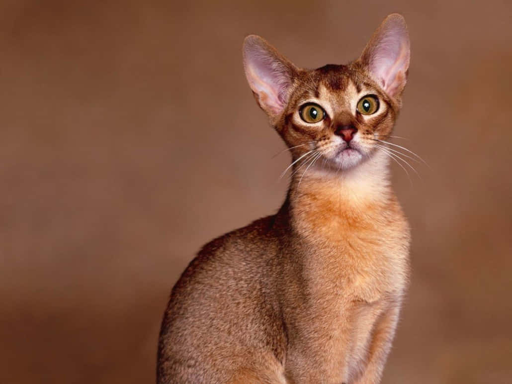 Oriental Shorthair 桌布 壁紙 — 一隻令人驚嘆的阿比西尼亞貓，擁有大的耳朵和明亮的綠色眼睛，在溫暖的棕色背景下向上凝視。