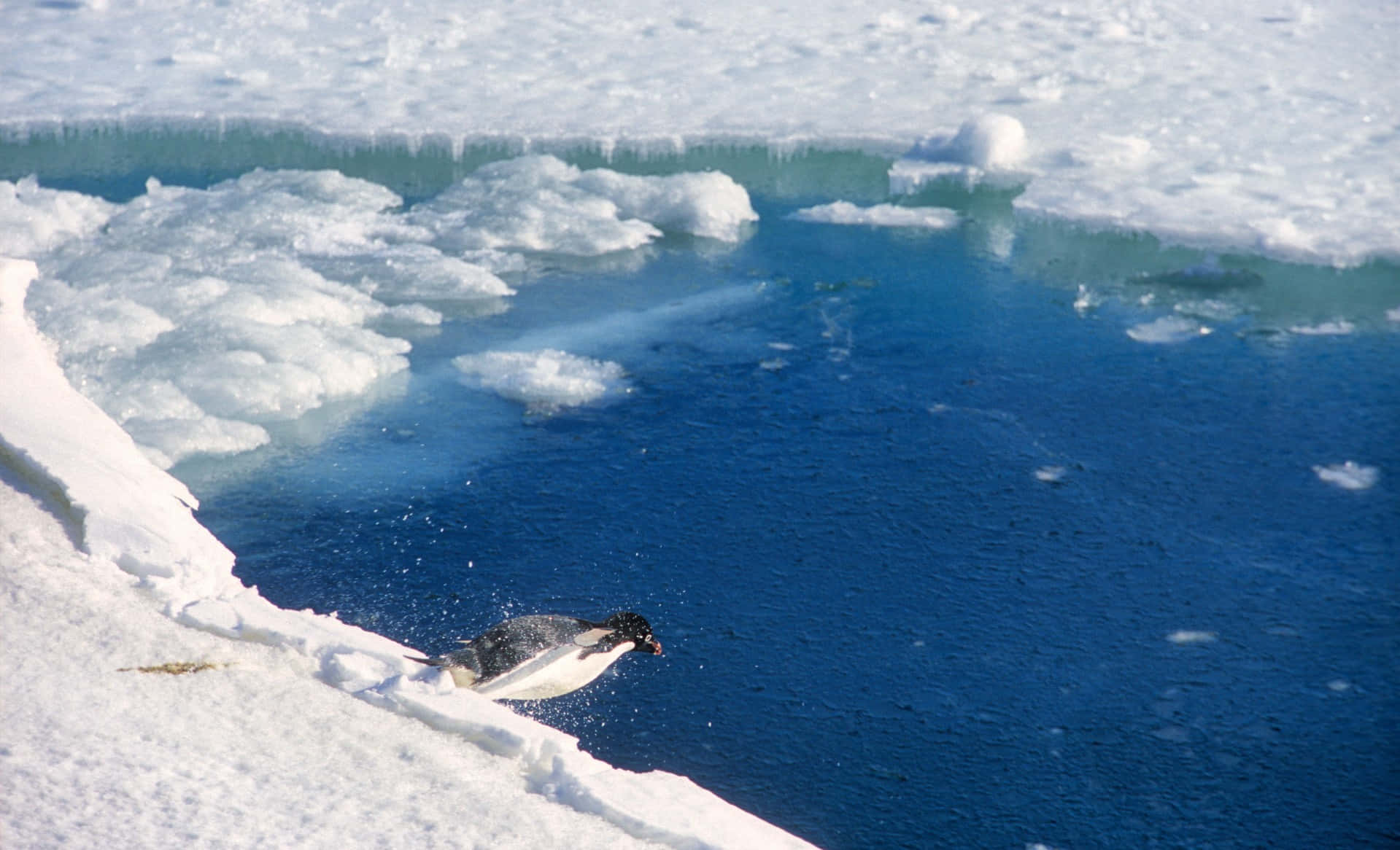 Antarctica 桌布 壁紙 — 一隻企鵝從雪白的冰塊跳入充滿活力的藍色南極水域，周圍漂浮著浮冰。