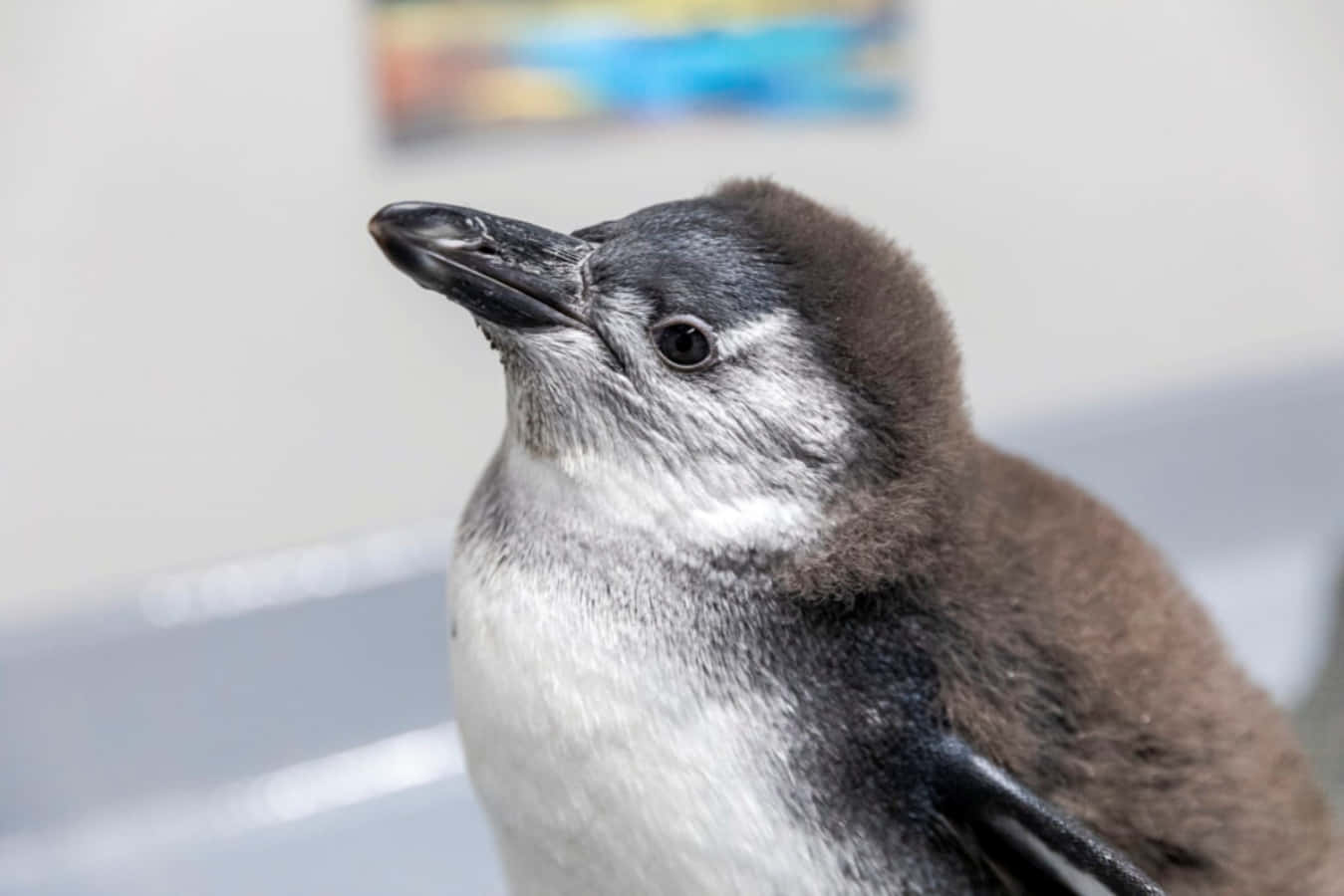 一隻企鵝站在動物園的桌子上 壁紙