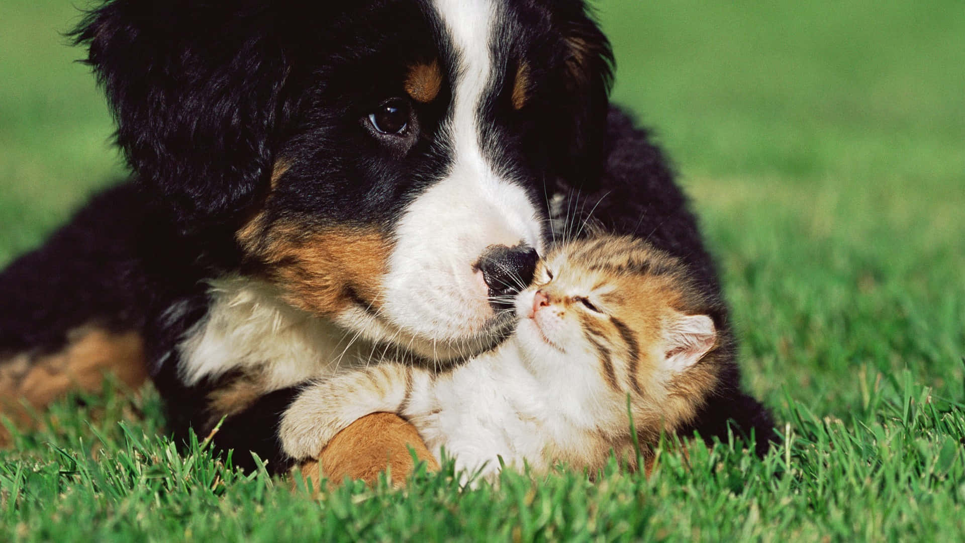 cute dogs 桌布 壁紙 — 一隻伯恩山犬幼犬輕輕地用鼻子蹭著一隻在鮮綠色草地上休息的小虎斑貓。