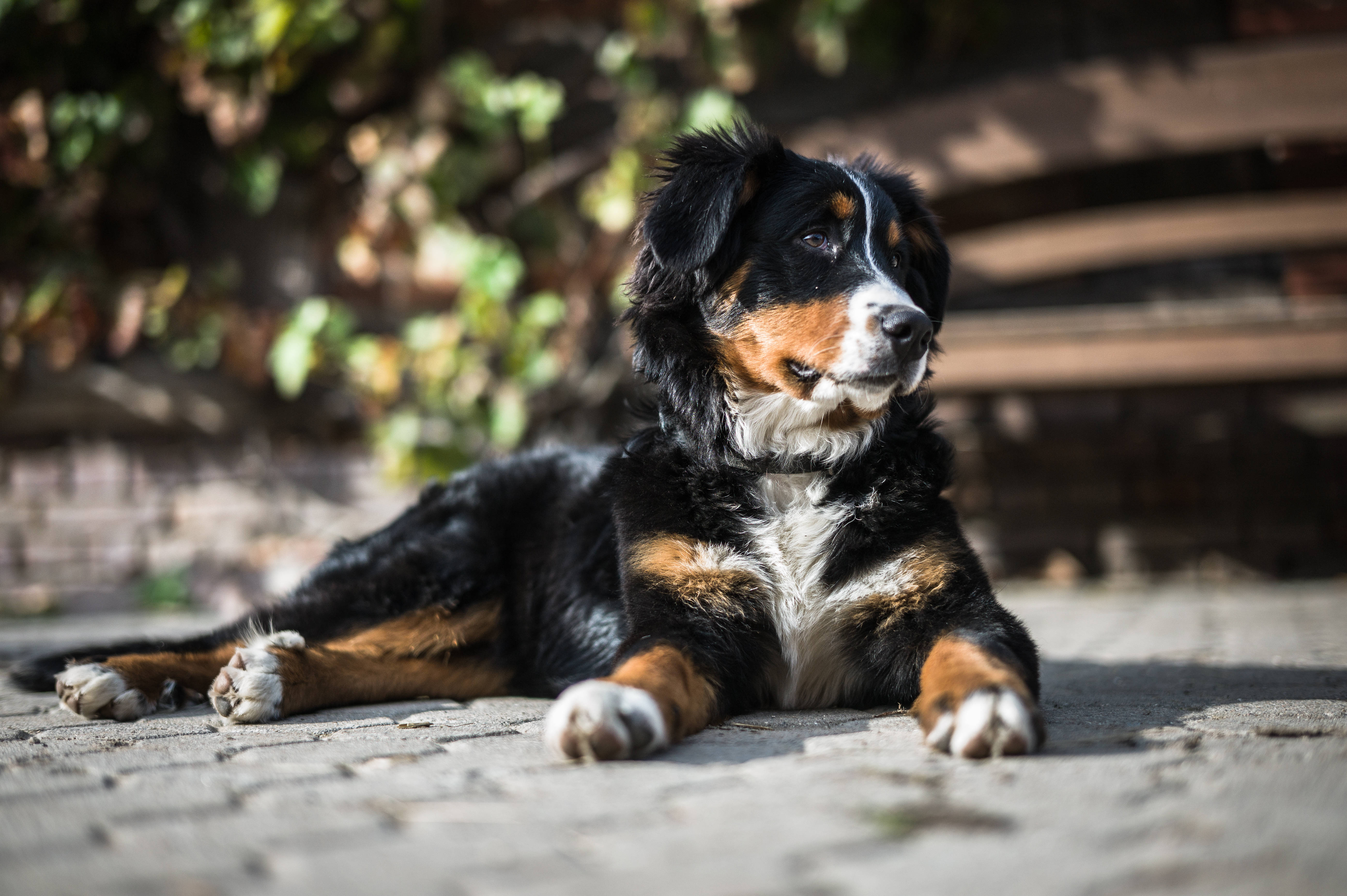 可愛狗狗 桌布 壁紙 — 一隻伯恩山犬放鬆地躺在陽光照耀的鵝卵石上，背景有綠色樹葉和木製長椅，呈現柔和模糊效果。