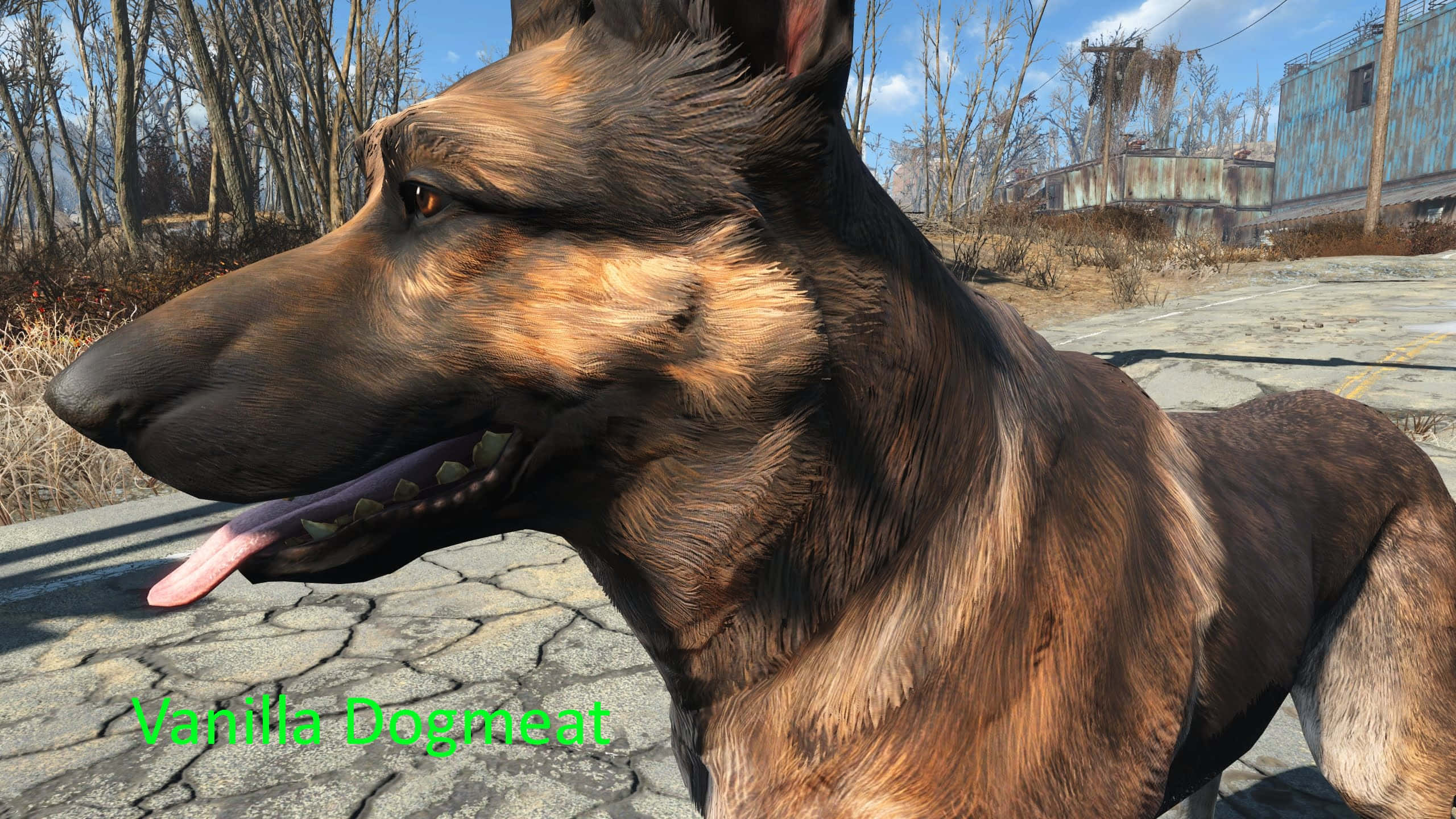 Fallout 4 Dogmeat 桌布 壁紙 — 一隻伸出舌頭的德國牧羊犬站在裂開的路面上，四周是荒涼、陽光明媚的廢墟，有光禿禿的樹木和生鏽的建築物。
