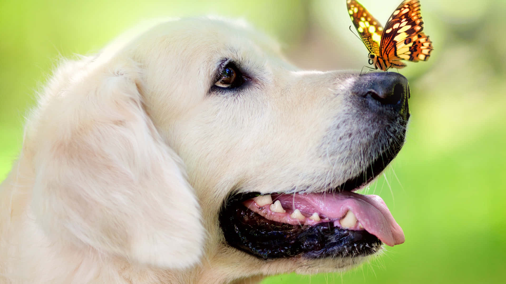 golden retriever puppy 桌布 壁紙 — 一隻伸出舌頭的金毛尋回犬，溫柔地與一隻棲息在牠鼻子上的鮮豔橙色和黑色蝴蝶互動。