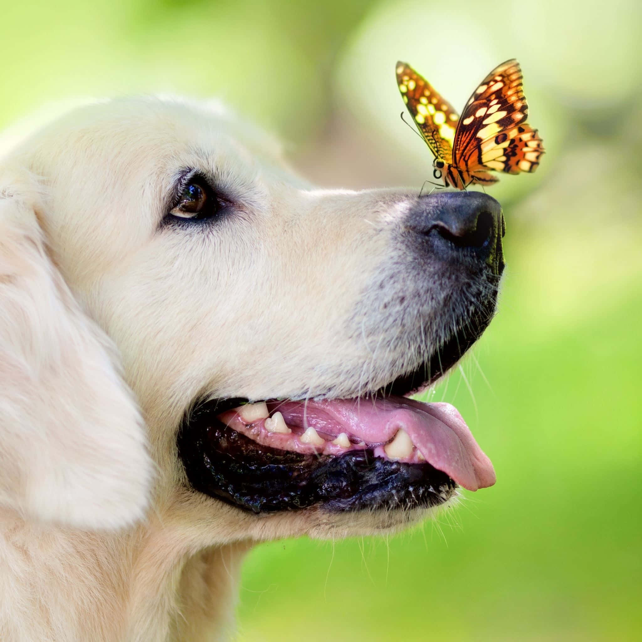 Dog Aesthetic 桌布 壁紙 — 一隻伸出舌頭的金毛獵犬，與停在其鼻子上的一隻鮮豔的橙色和黑色蝴蝶溫柔互動。
